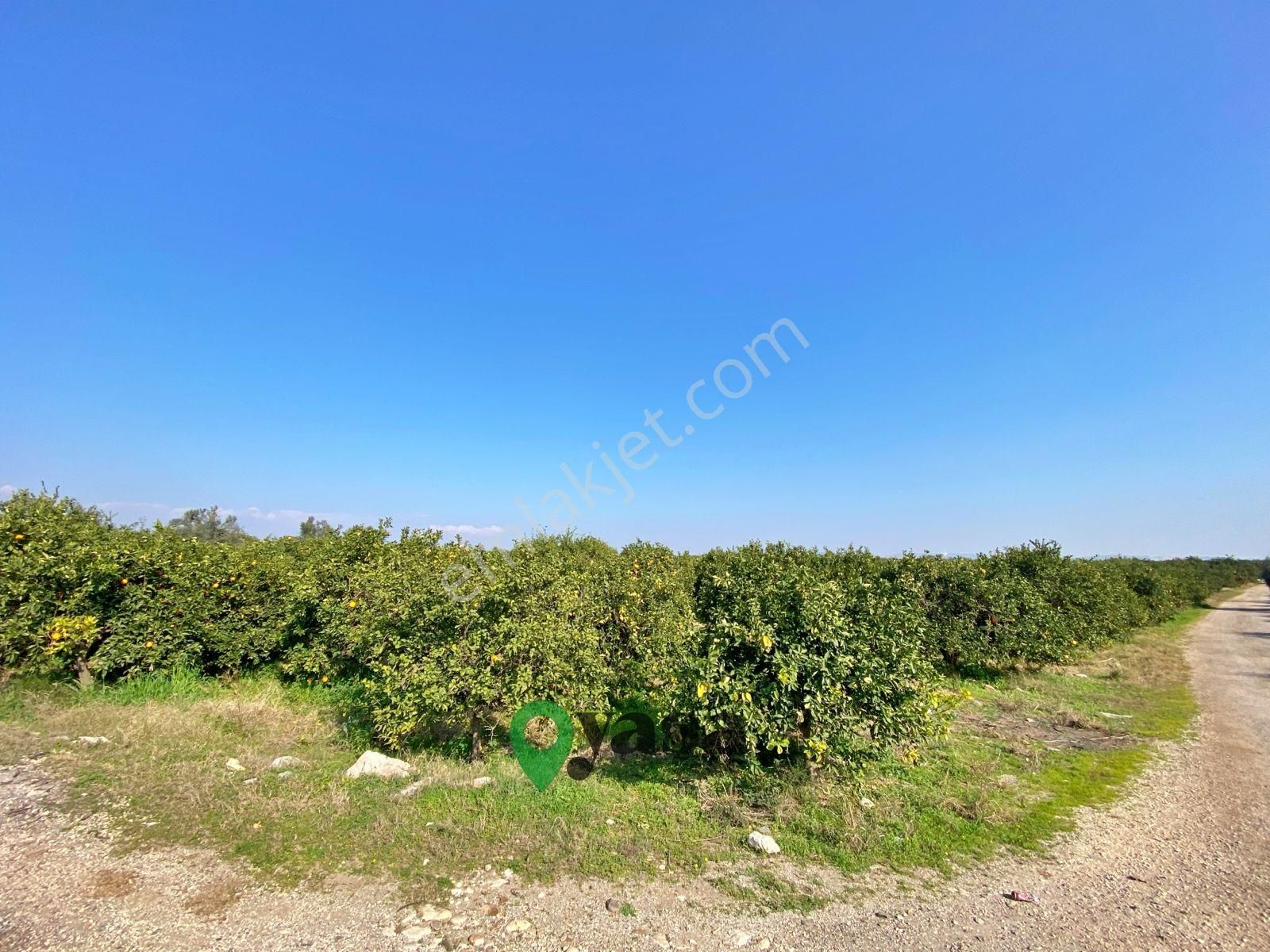 Yaşa Gyd - Akdeniz Akdamda 26 Dönüm Yetişkin Narenciye Bahçesi - Görsel 12