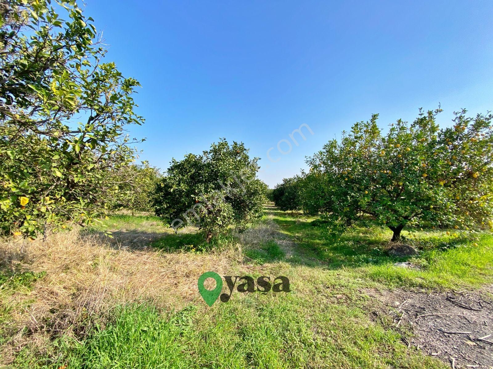 Yaşa Gyd - Akdeniz Akdamda 26 Dönüm Yetişkin Narenciye Bahçesi - Görsel 10