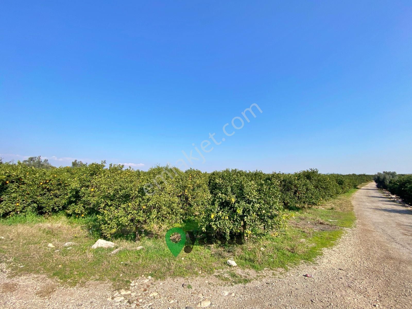 Yaşa Gyd - Akdeniz Akdamda 26 Dönüm Yetişkin Narenciye Bahçesi - Görsel 13