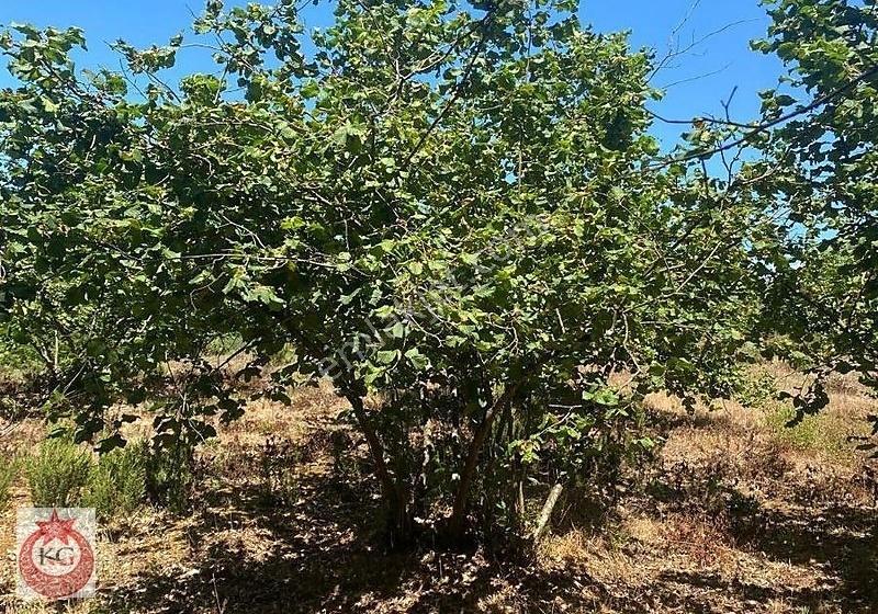 İzmit Mecidiye Mah Satılık Fındık Bahçemiz - Görsel 2