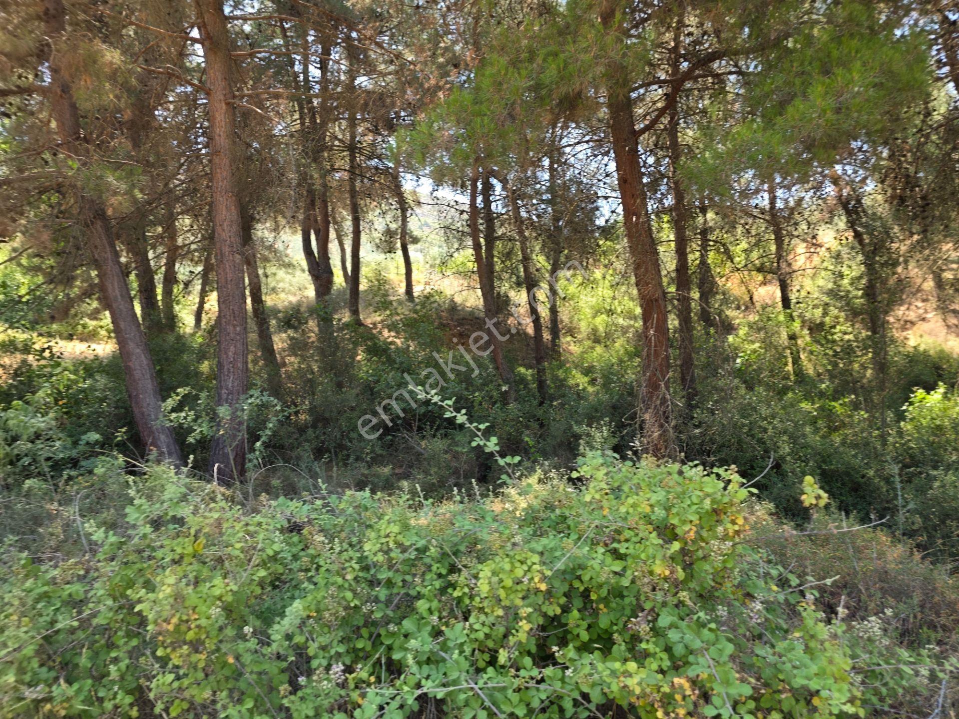 İmara 500 Metre Osmaneli Merkezde 3.786 M2 Yatırımlık Bahçe - Görsel 20