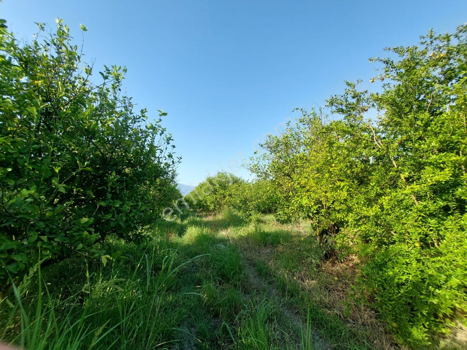 Muğla Ortaca Tepearası’nda 23.000 M² Nar Ve Limon Bahçesi Satılık – Zirai Krediye Uygun