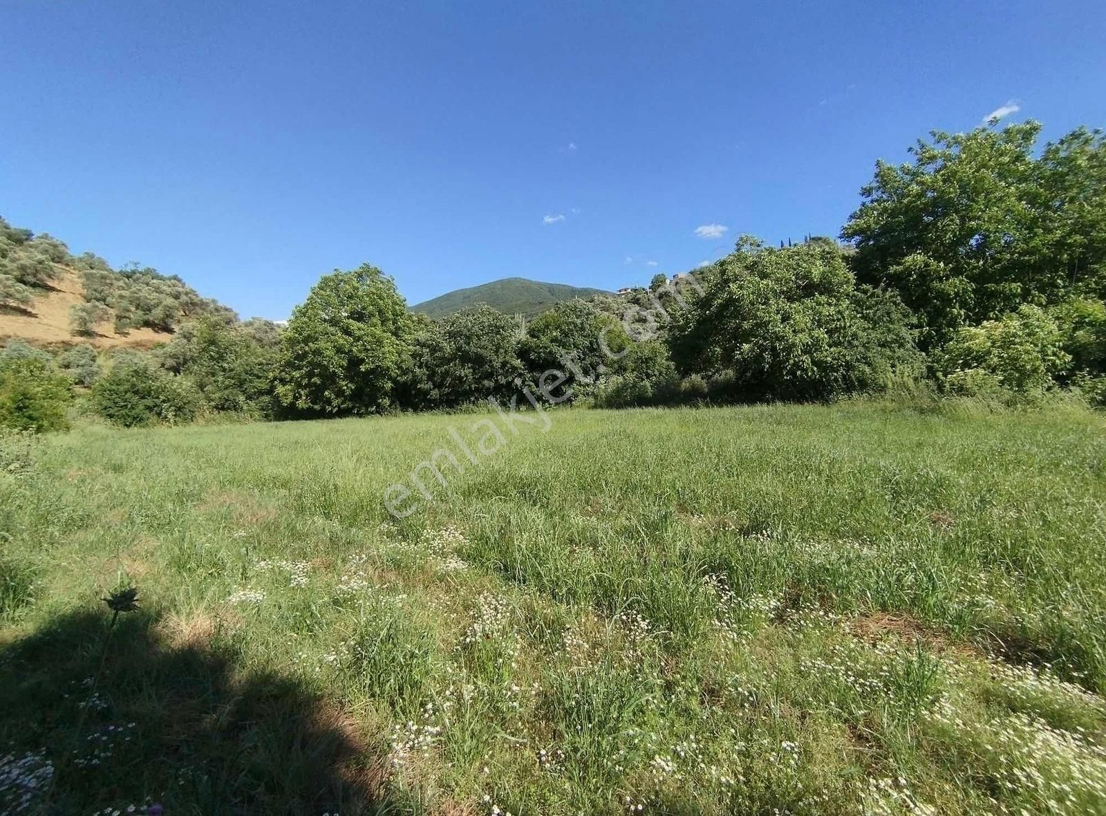 Pek Emlak Tire Nın Karadenizi Eğridere De 950m2 Derekenarı Bahçe