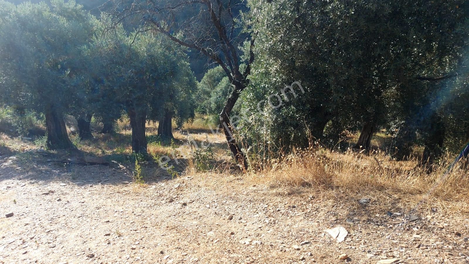 İzmir Bayındır Da -- Müstakil Tapulu -- Ana Yola Sıfır -- Arazi