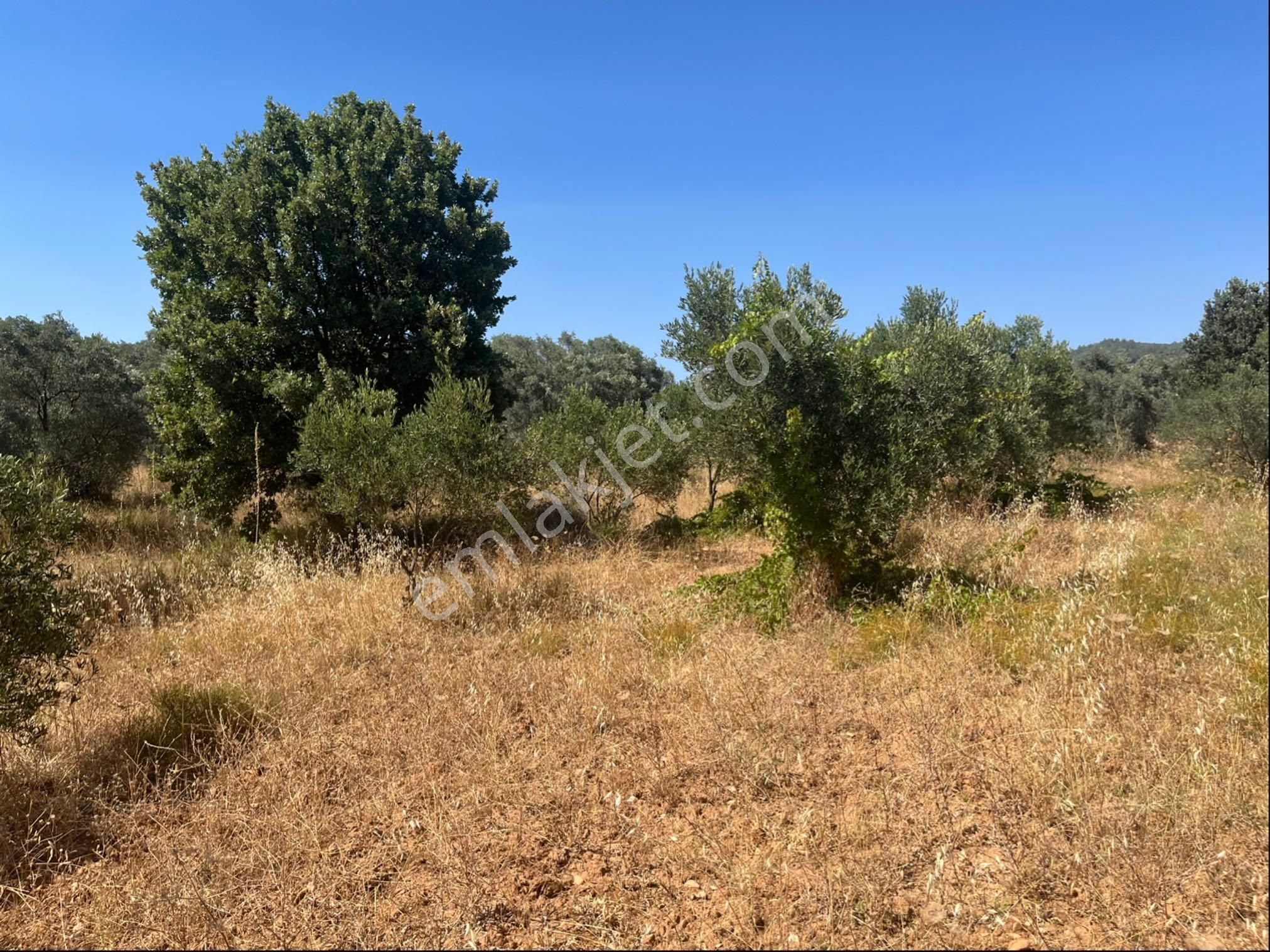 Torbalı Dirmil Mah. 2286 M2 Ata Mirasından Bölünme Zeytinlik - Görsel 16