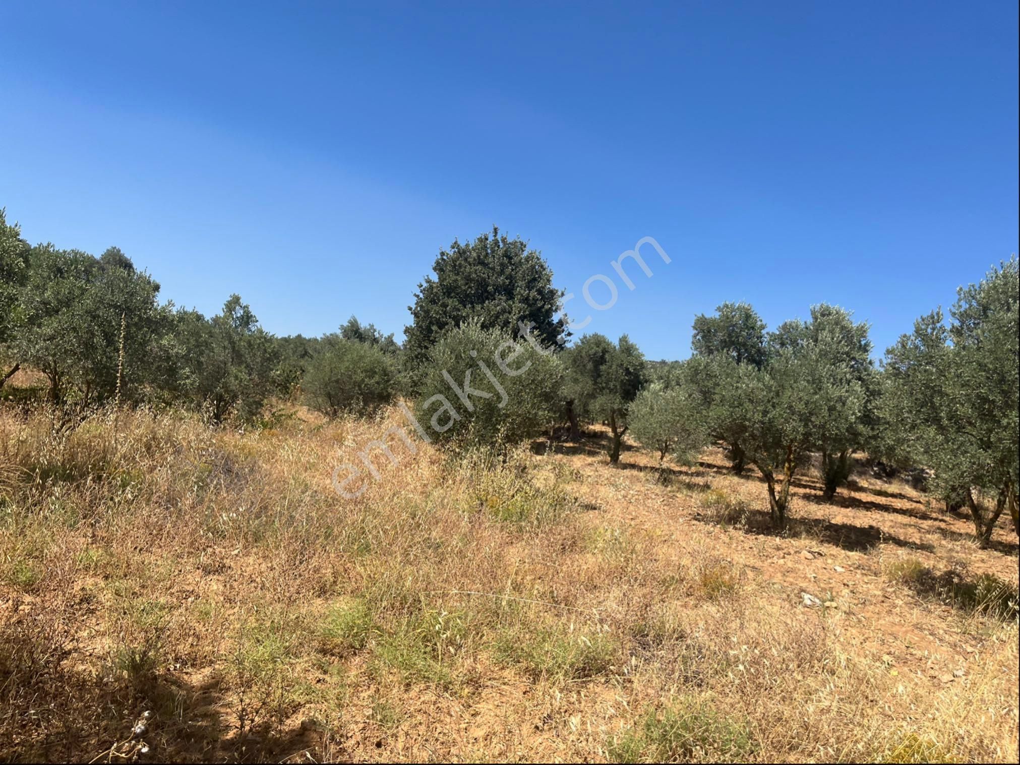 Torbalı Dirmil Mah. 2286 M2 Ata Mirasından Bölünme Zeytinlik - Görsel 10