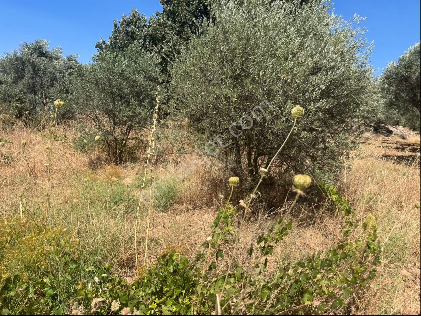 Torbalı Dirmil Mah. 2286 M2 Ata Mirasından Bölünme Zeytinlik - Görsel 24