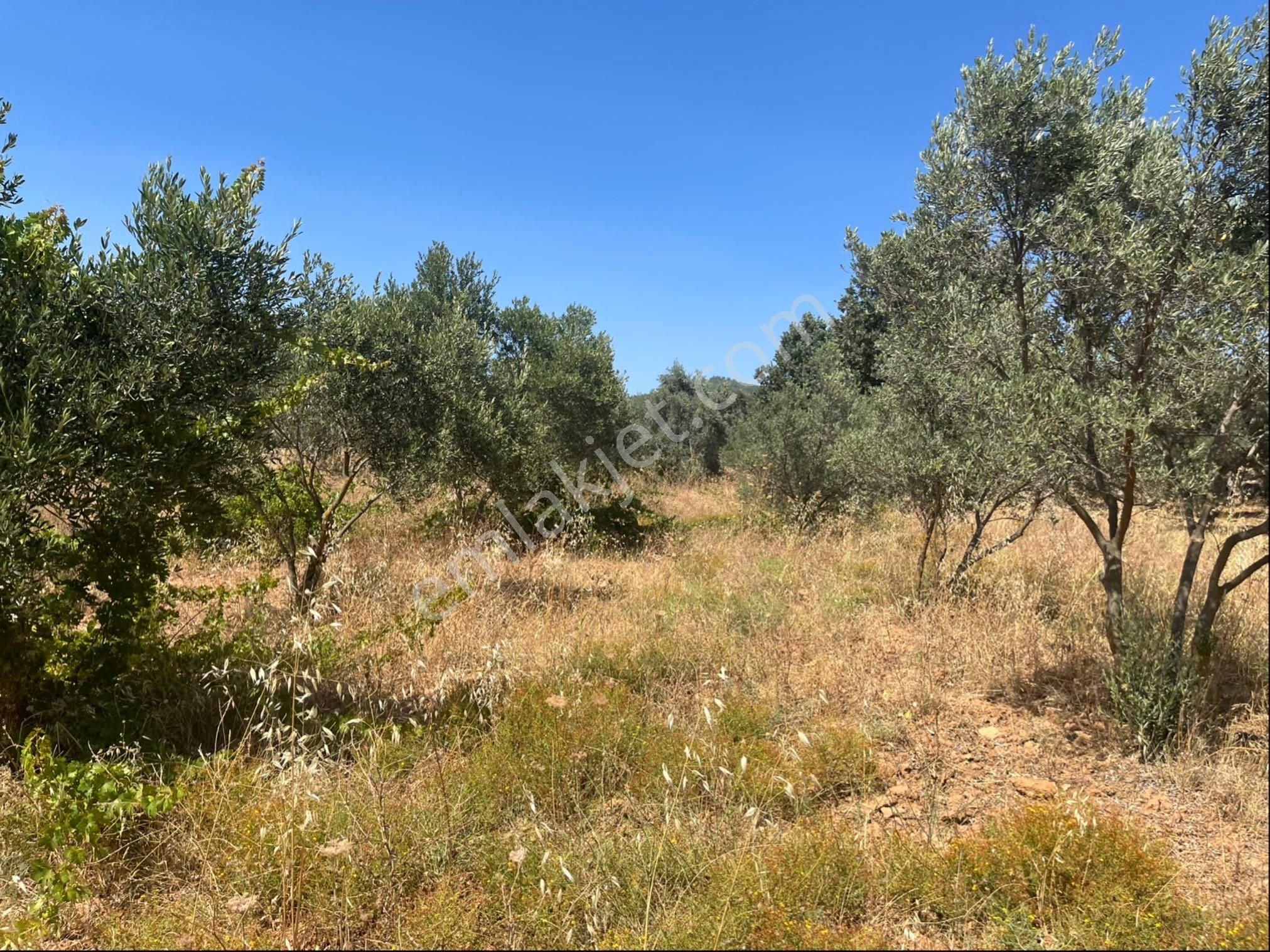 Torbalı Dirmil Mah. 2286 M2 Ata Mirasından Bölünme Zeytinlik - Görsel 20