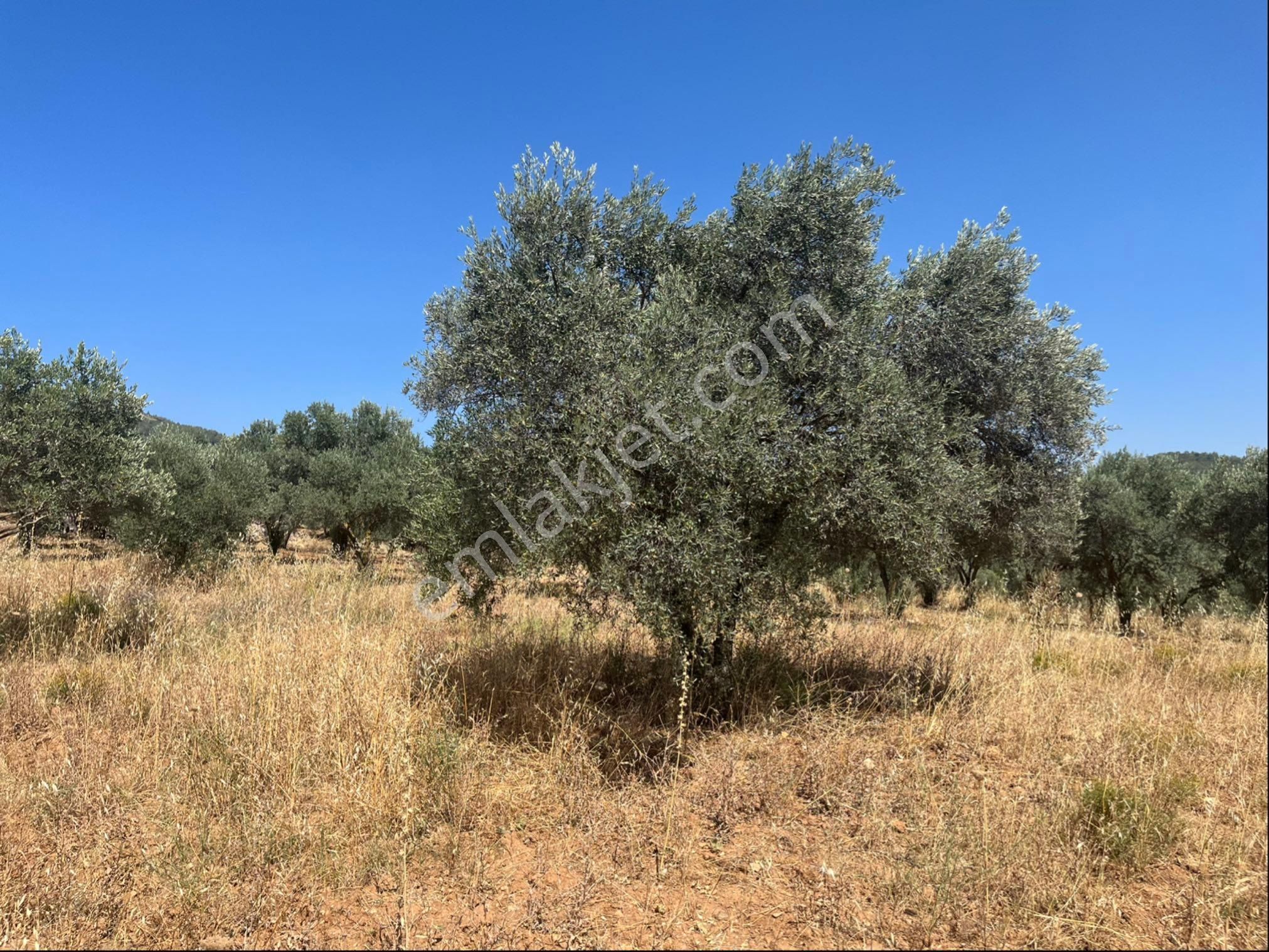 Torbalı Dirmil Mah. 2286 M2 Ata Mirasından Bölünme Zeytinlik - Görsel 6