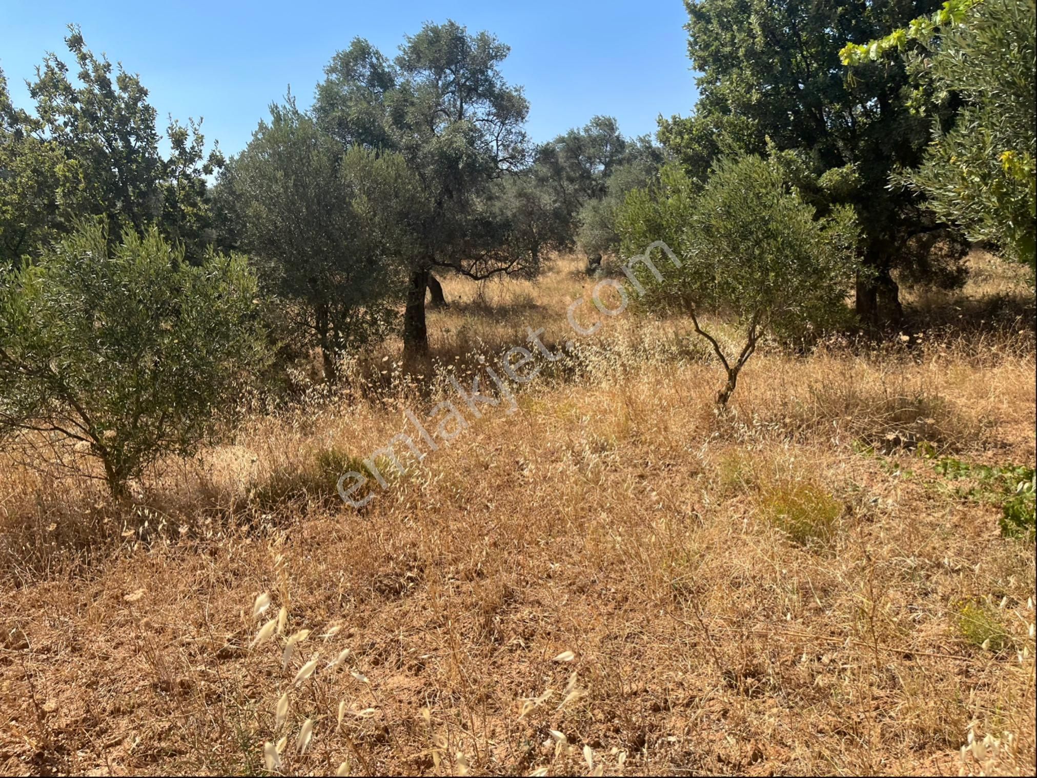 Torbalı Dirmil Mah. 2286 M2 Ata Mirasından Bölünme Zeytinlik - Görsel 26