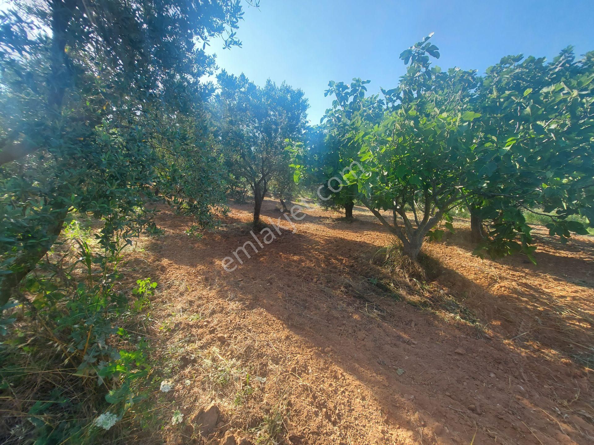 Torbalı Dirmil Mah. 2286 M2 Ata Mirasından Bölünme Zeytinlik - Görsel 7