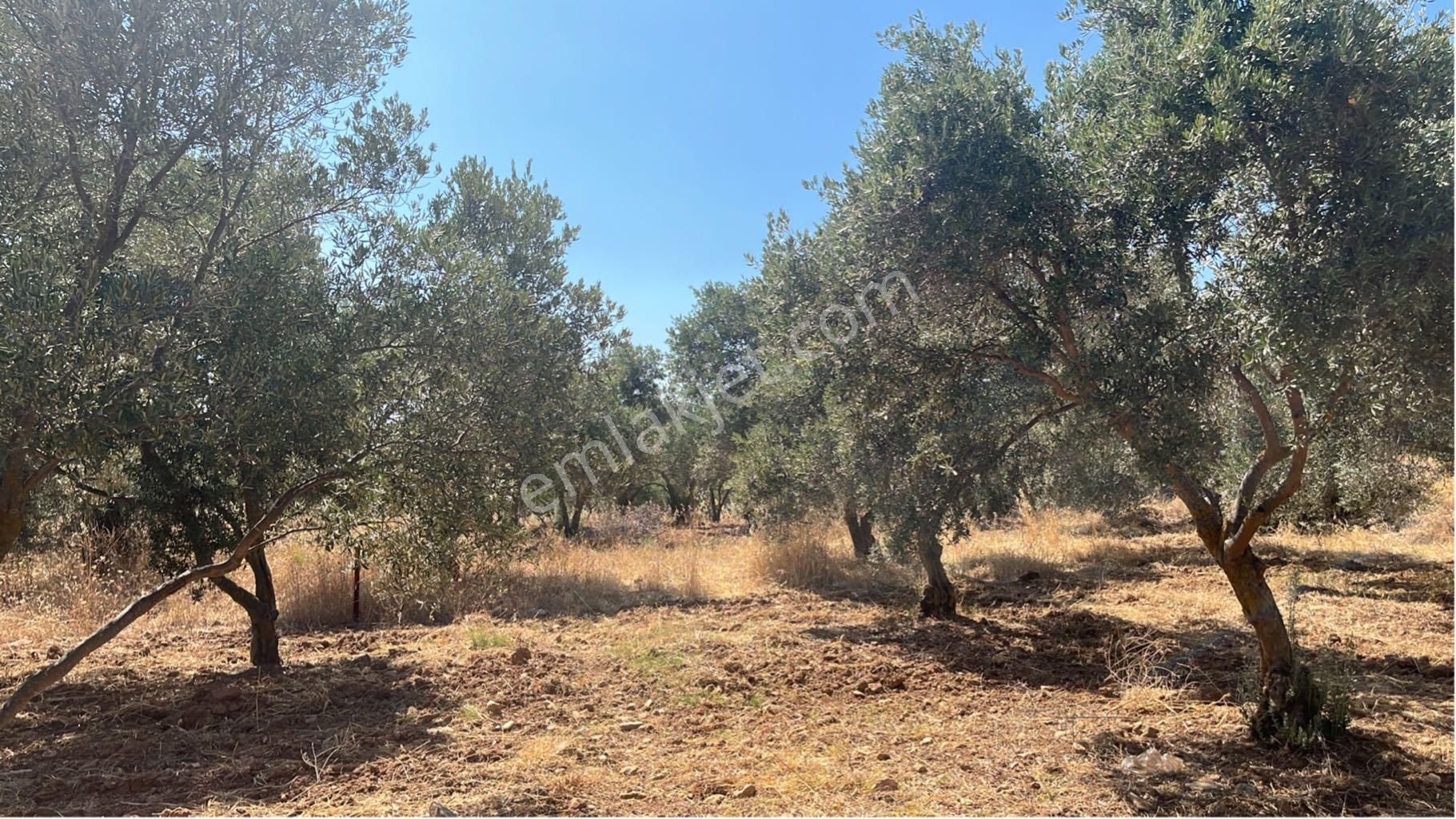 Torbalı Dirmil Mah. 2286 M2 Ata Mirasından Bölünme Zeytinlik - Görsel 17