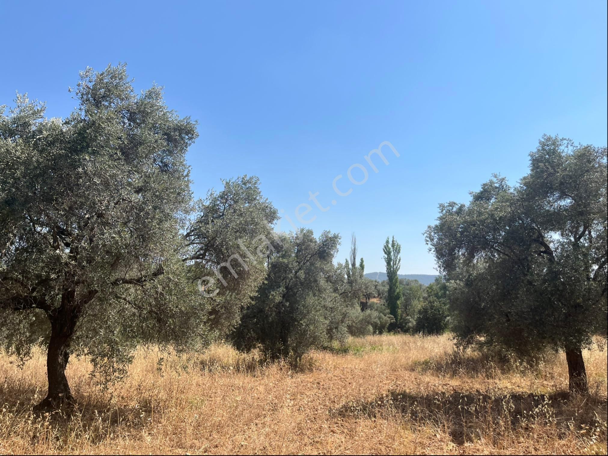 Torbalı Dirmil Mah. 2286 M2 Ata Mirasından Bölünme Zeytinlik - Görsel 5