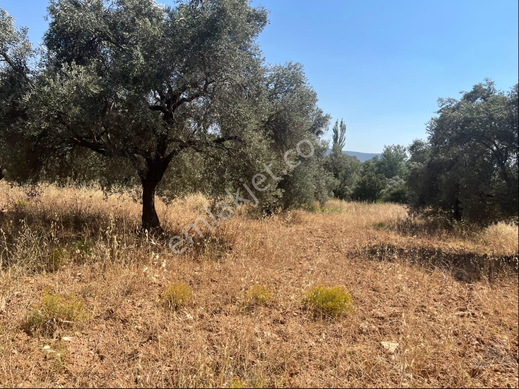 Torbalı Dirmil Mah. 2286 M2 Ata Mirasından Bölünme Zeytinlik - Görsel 31