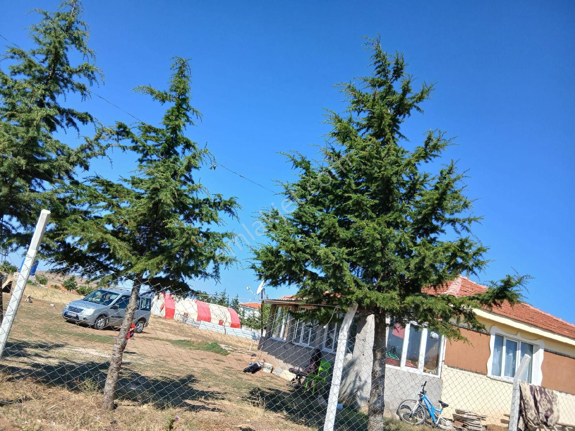 Ruhsatlı Evi Olan Büyük Bahçeli Ciflik - Görsel 2