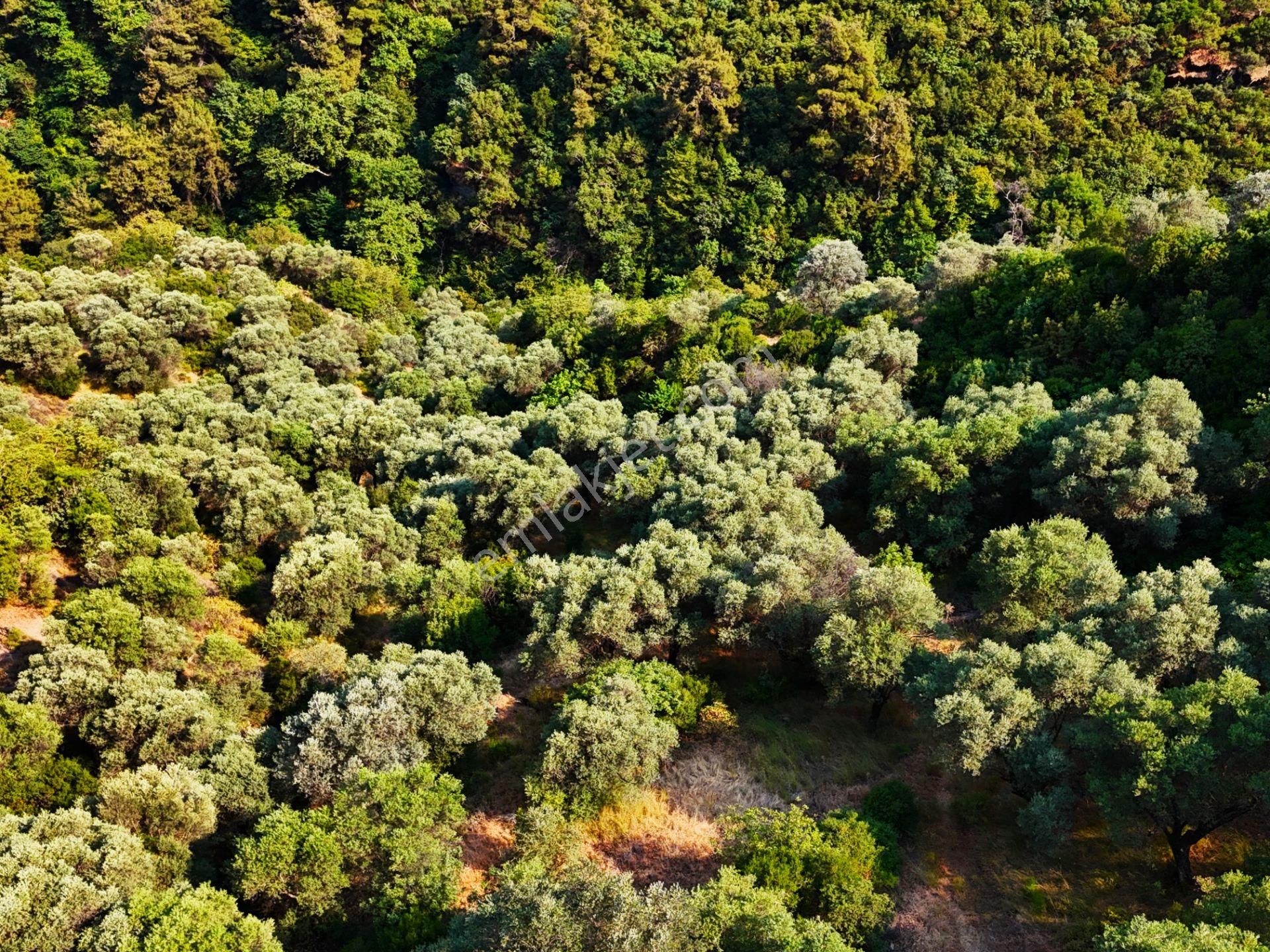 Salihli Şirinyer De Doğanın Kalbinde 4492 M2 Zeytinlik - Görsel 29