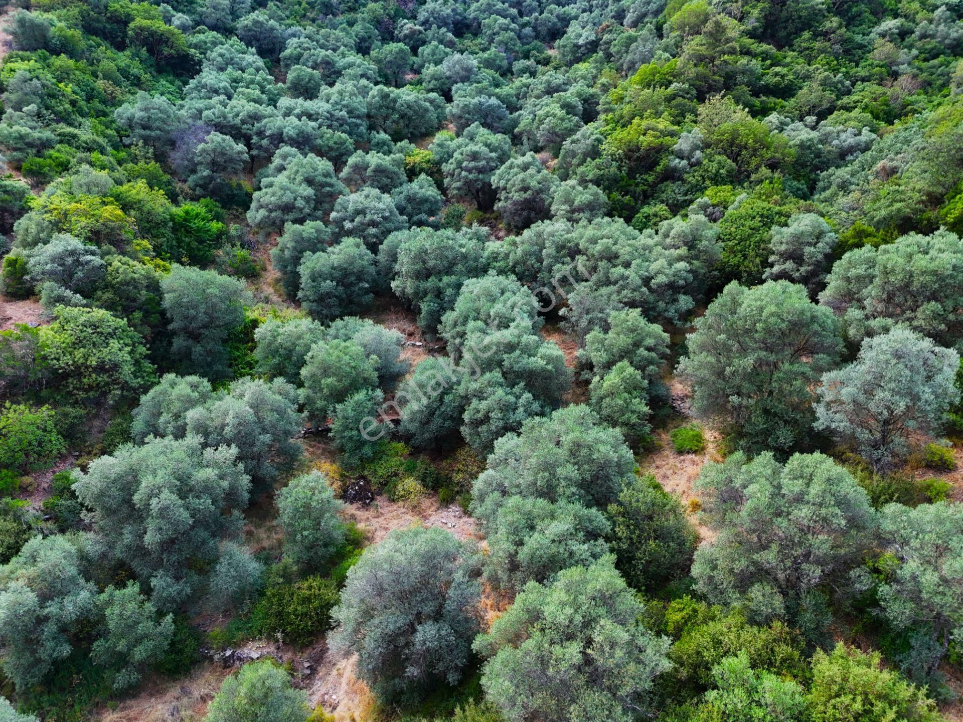 Salihli Şirinyer De Doğanın Kalbinde 4492 M2 Zeytinlik - Görsel 17