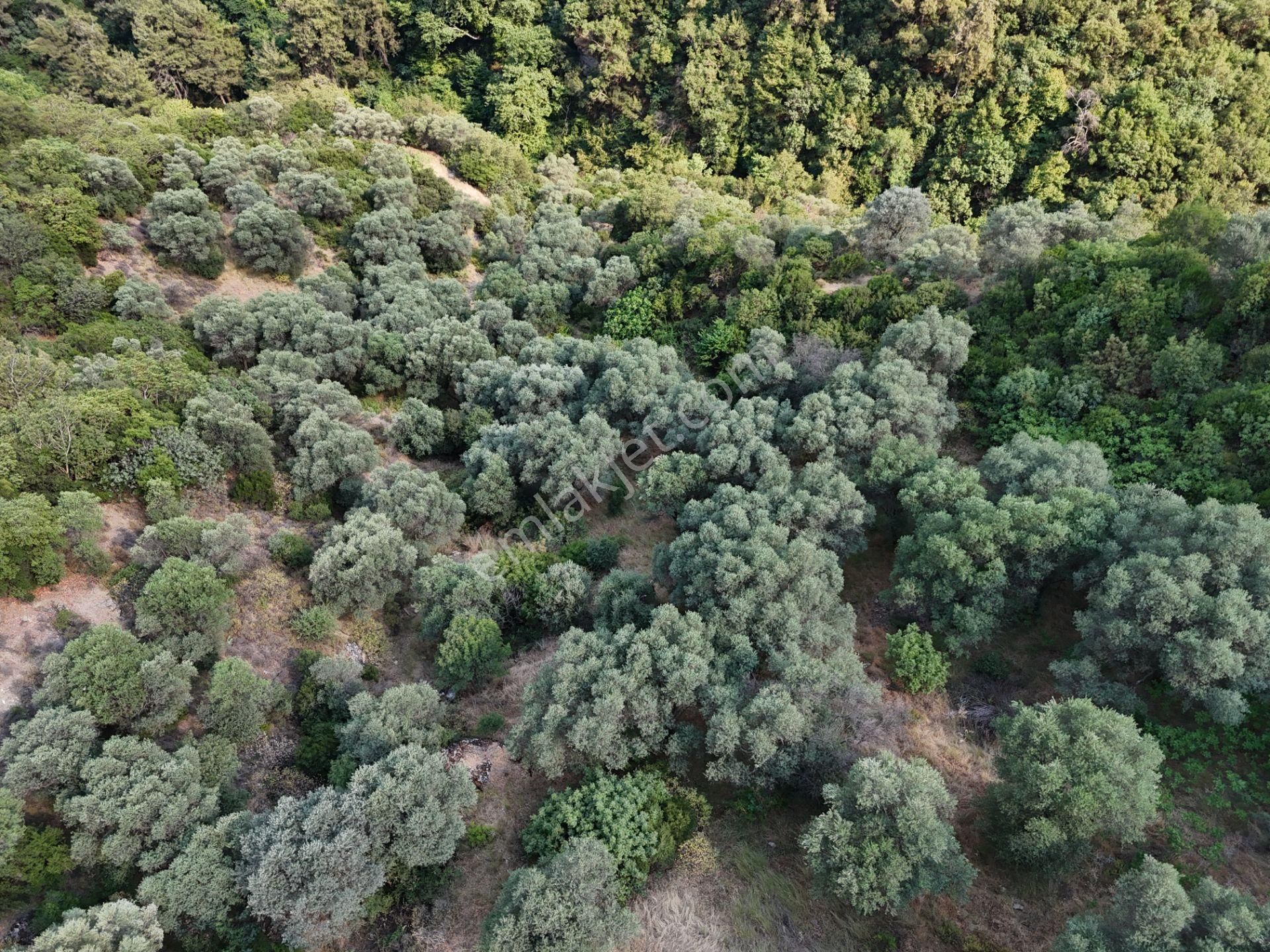 Salihli Şirinyer De Doğanın Kalbinde 4492 M2 Zeytinlik - Görsel 27