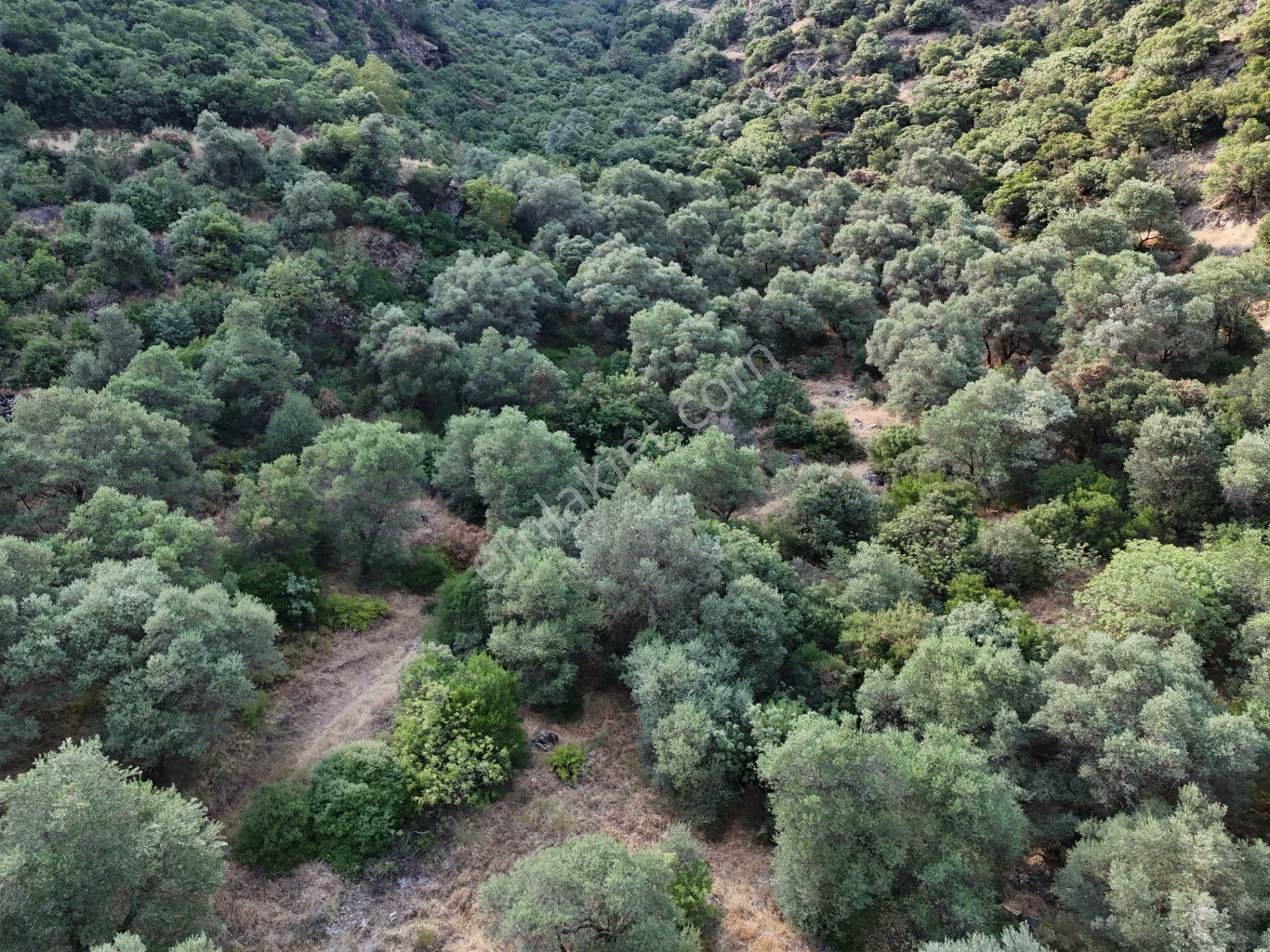 Salihli Şirinyer De Doğanın Kalbinde 4492 M2 Zeytinlik - Görsel 24