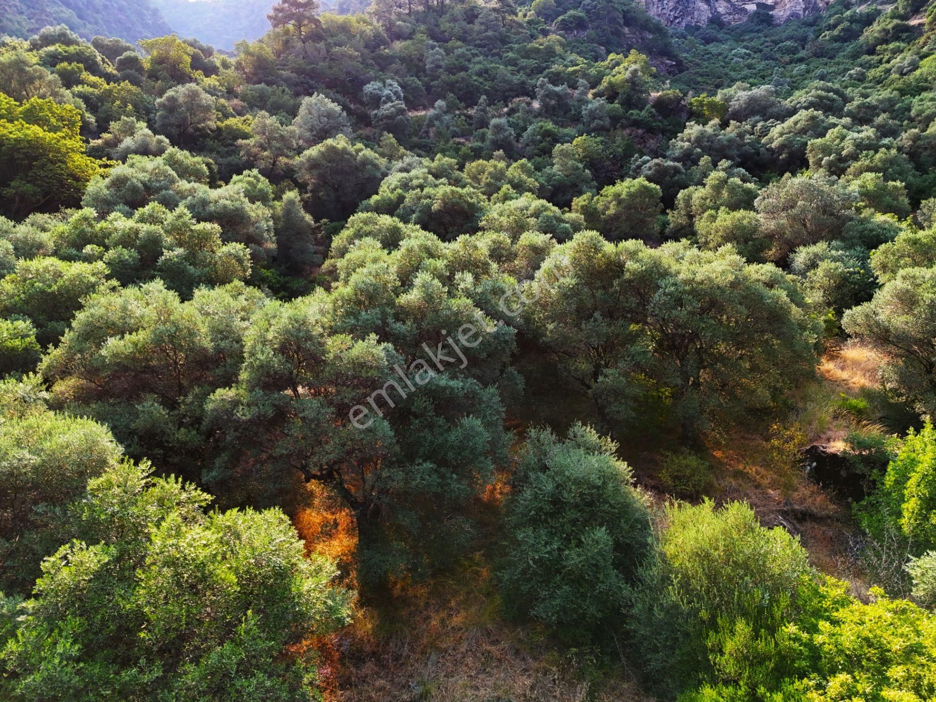 Salihli Şirinyer De Doğanın Kalbinde 4492 M2 Zeytinlik - Görsel 23