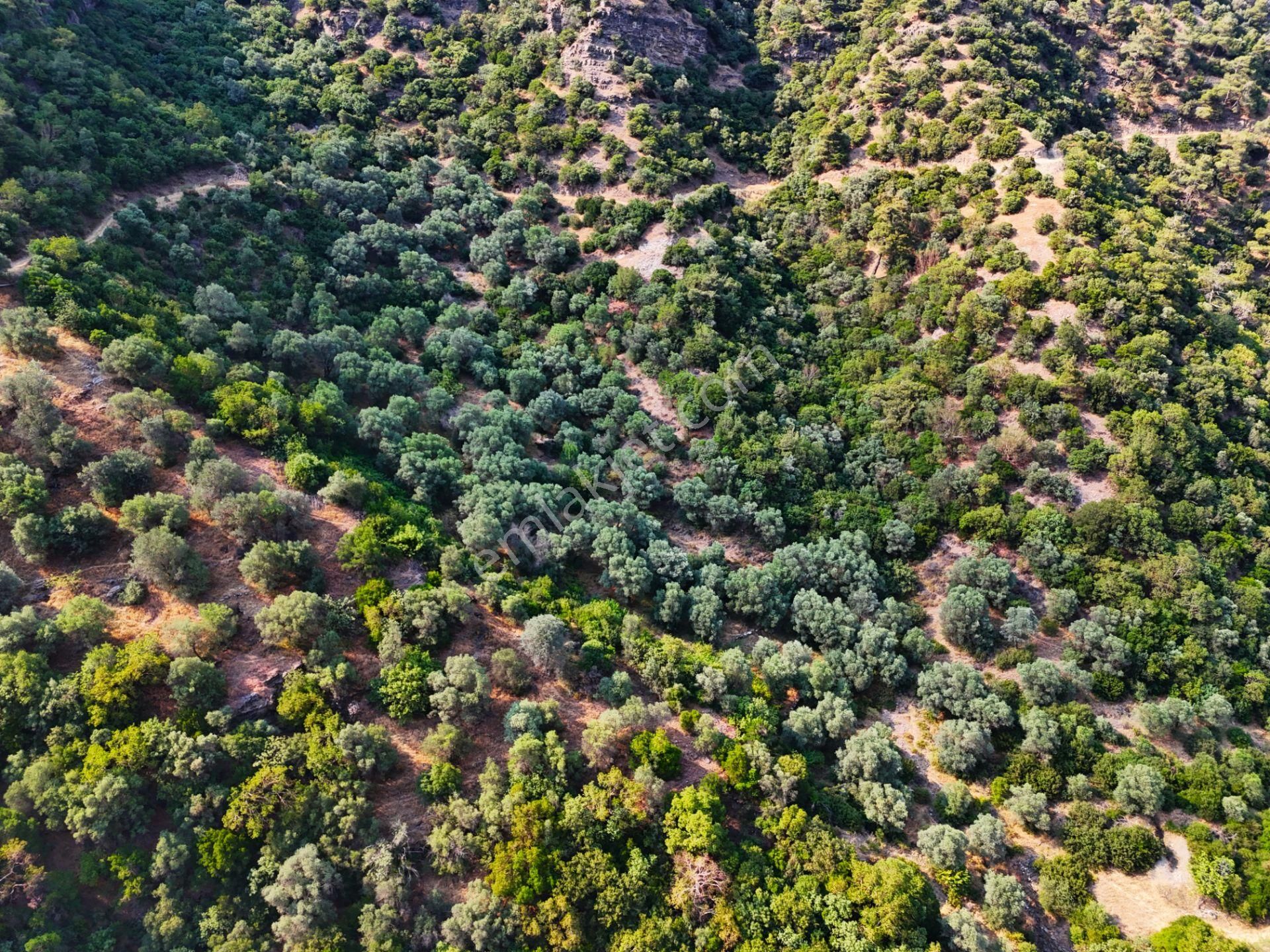 Salihli Şirinyer De Doğanın Kalbinde 4492 M2 Zeytinlik - Görsel 5