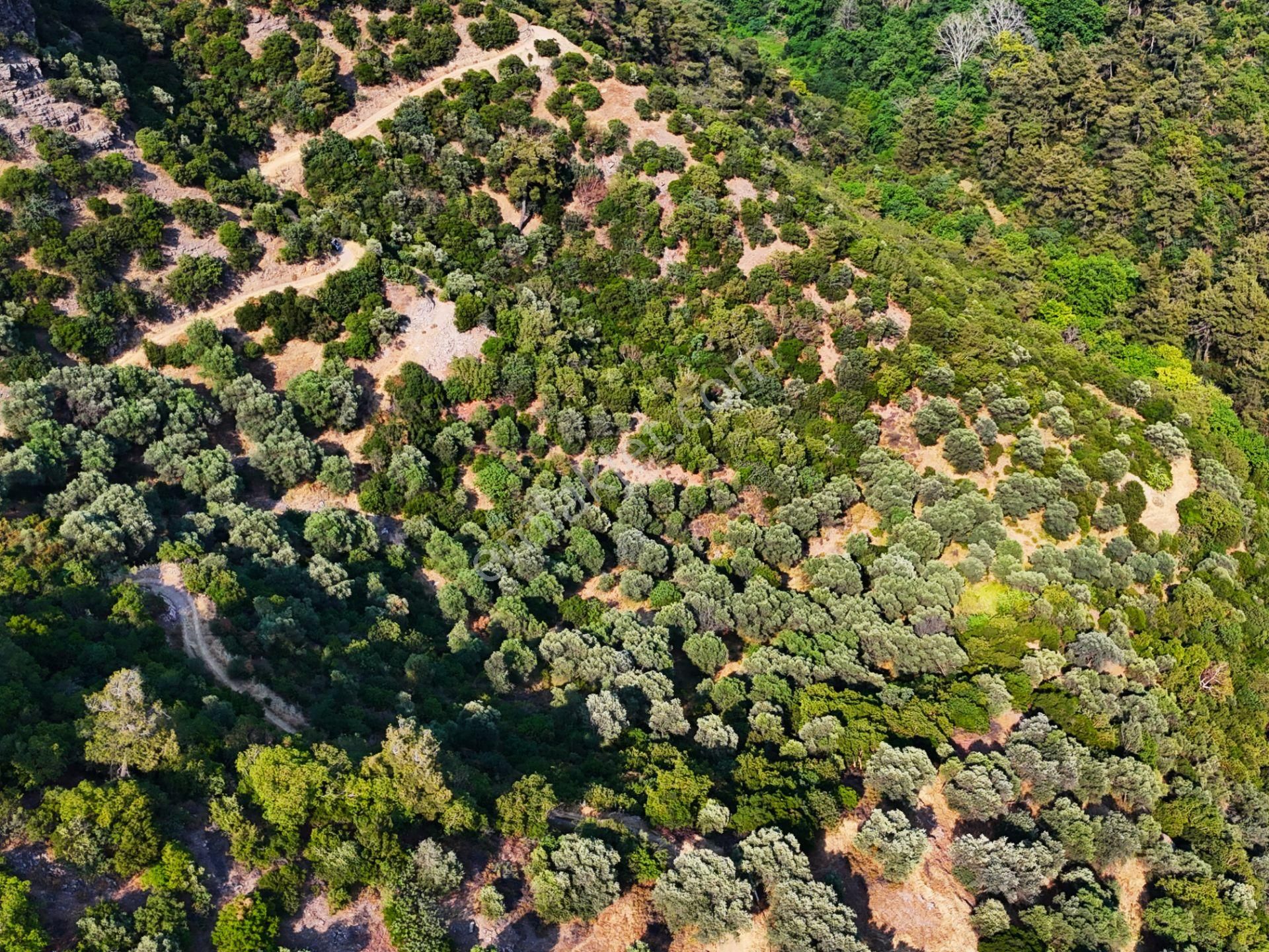 Salihli Şirinyer De Doğanın Kalbinde 4492 M2 Zeytinlik - Görsel 12