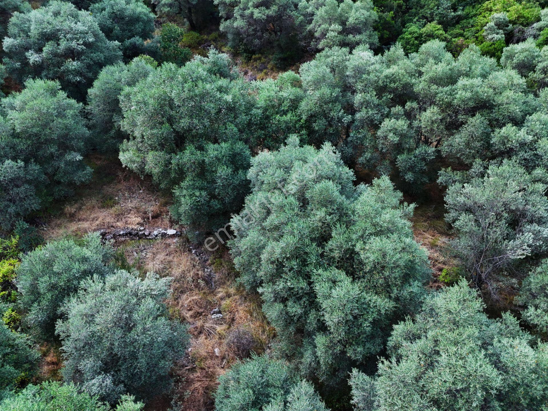 Salihli Şirinyer De Doğanın Kalbinde 4492 M2 Zeytinlik - Görsel 19