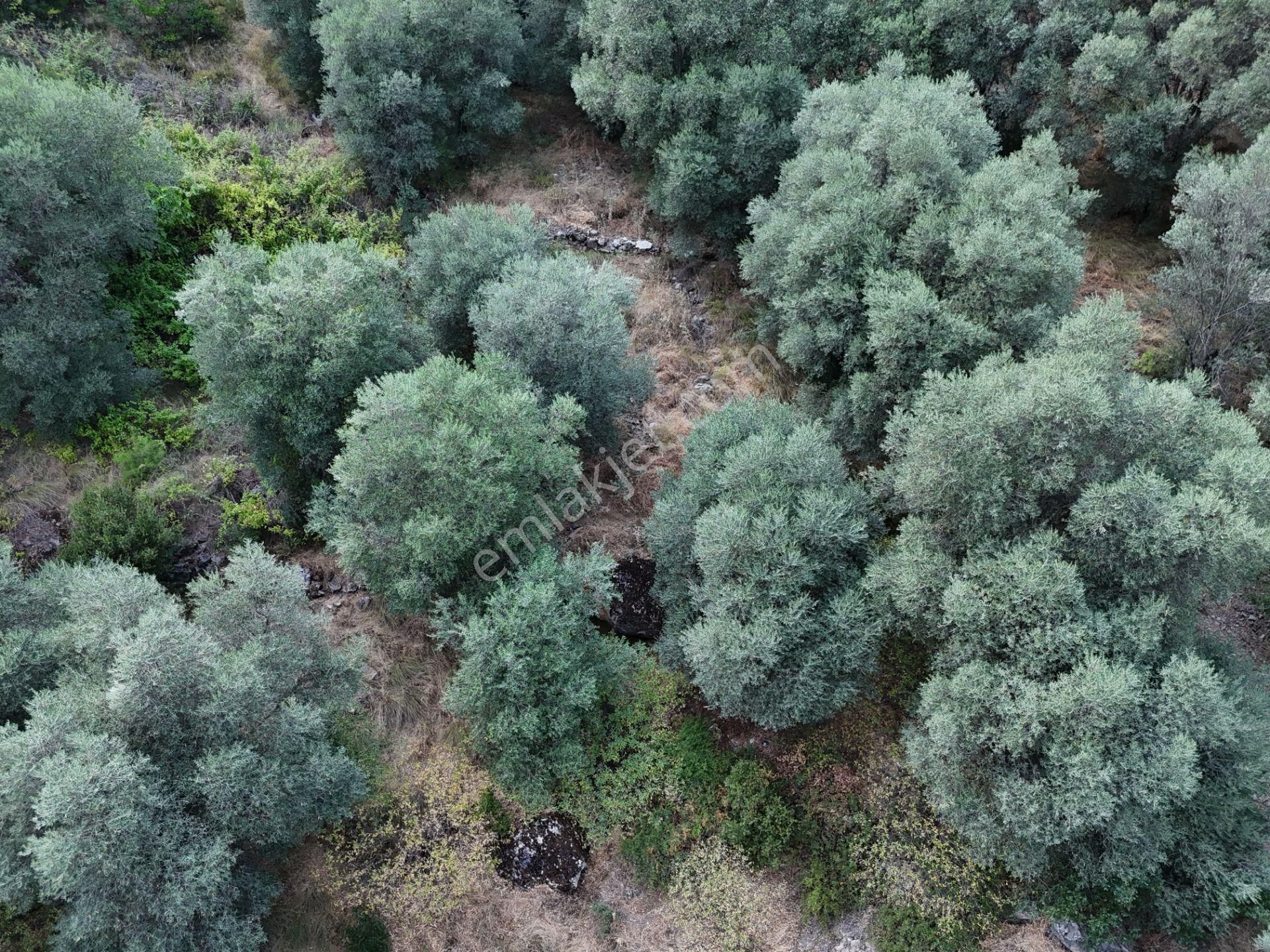 Salihli Şirinyer De Doğanın Kalbinde 4492 M2 Zeytinlik - Görsel 18