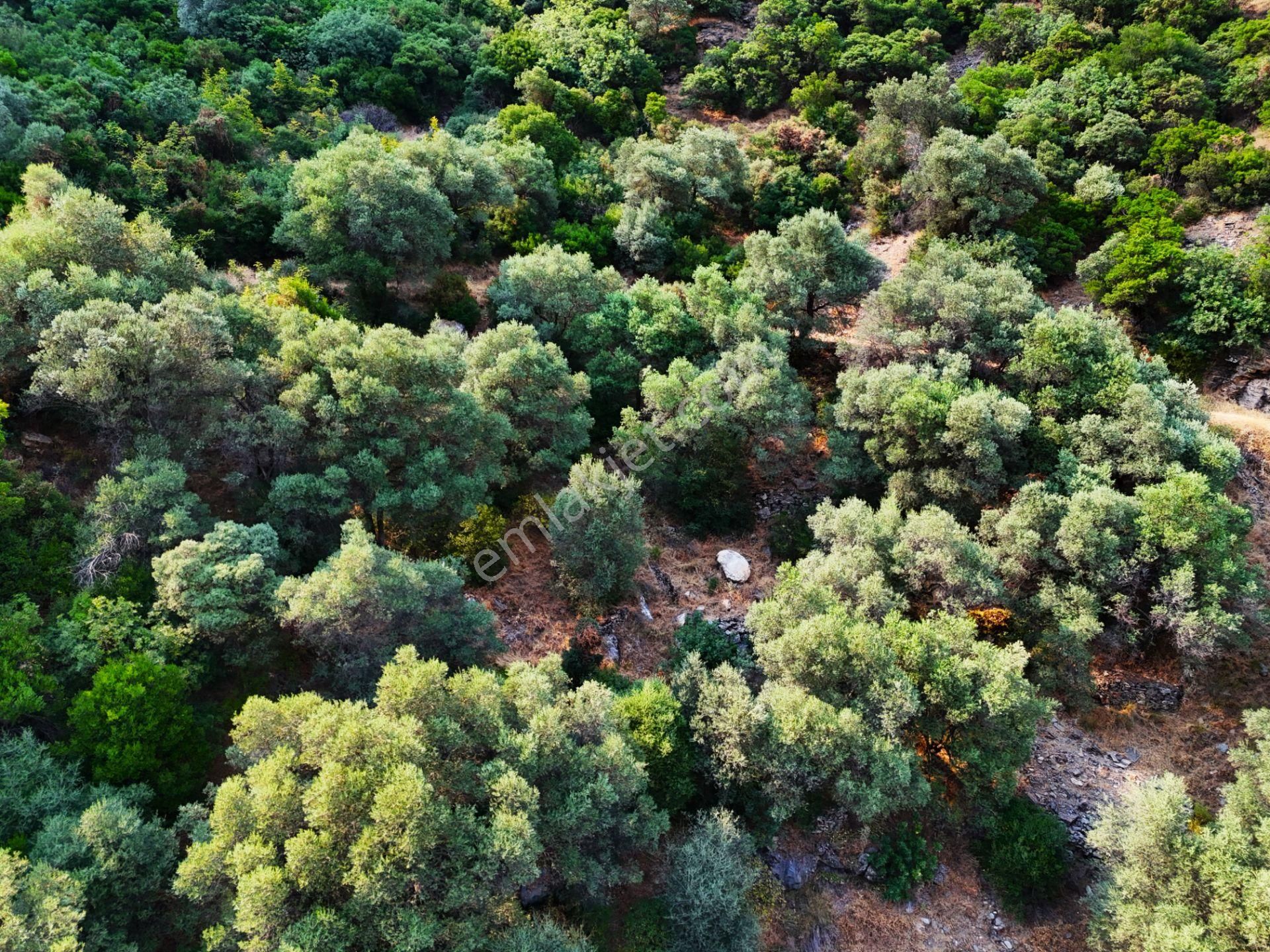Salihli Şirinyer De Doğanın Kalbinde 4492 M2 Zeytinlik - Görsel 28
