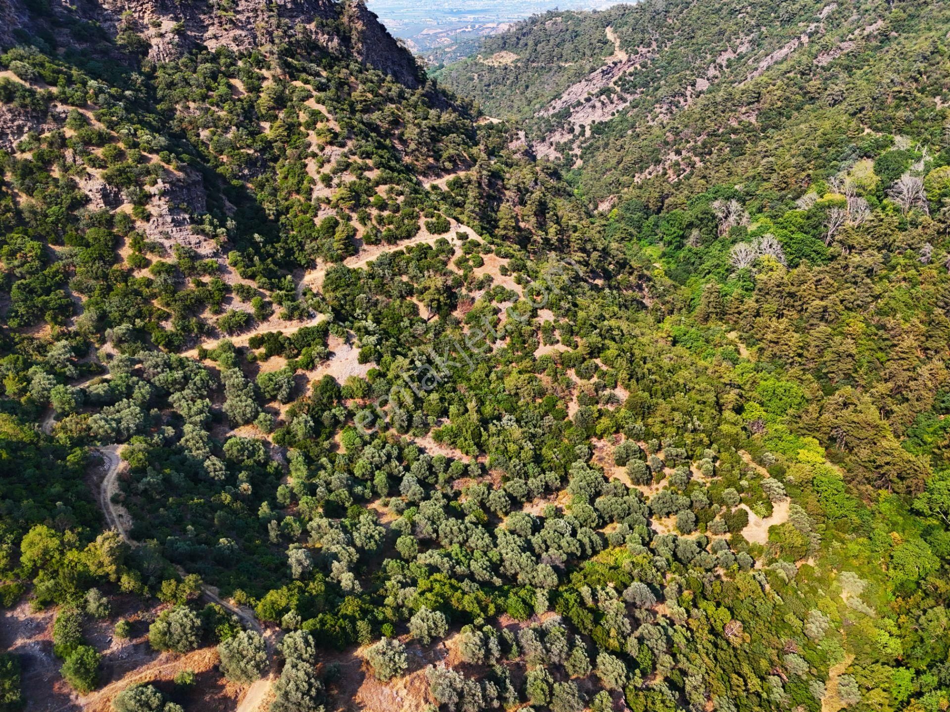 Salihli Şirinyer De Doğanın Kalbinde 4492 M2 Zeytinlik - Görsel 11
