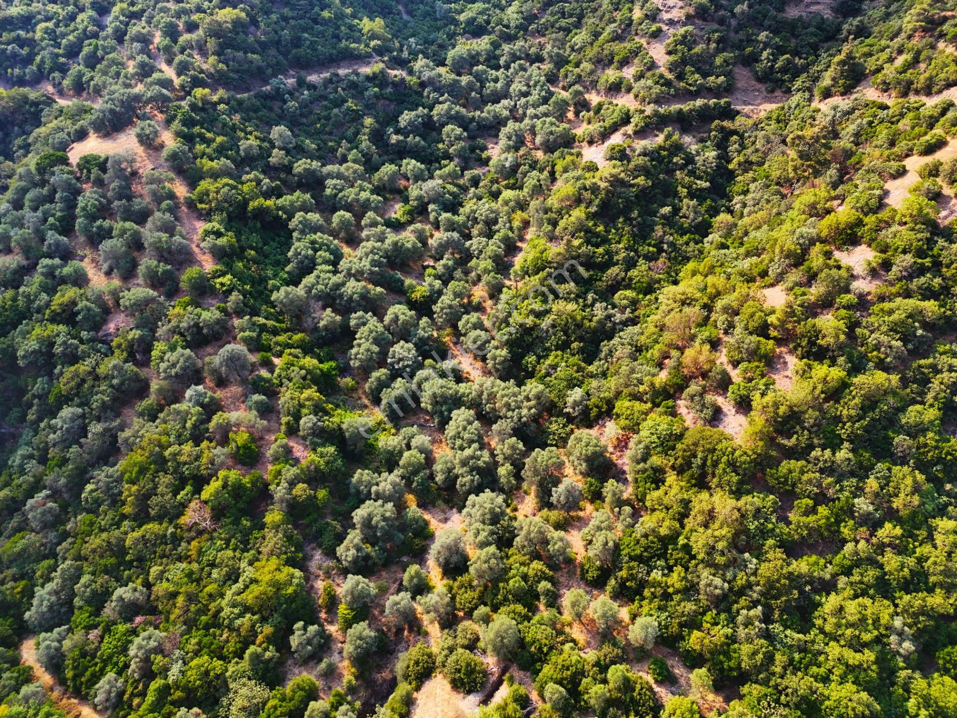 Salihli Şirinyer De Doğanın Kalbinde 4492 M2 Zeytinlik - Görsel 2