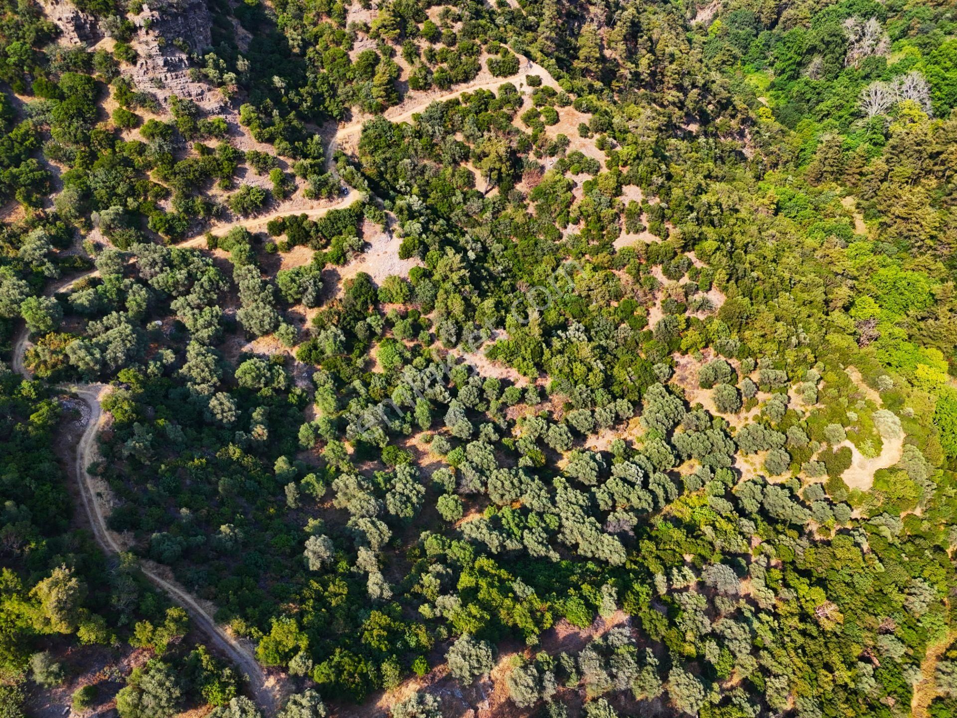 Salihli Şirinyer De Doğanın Kalbinde 4492 M2 Zeytinlik - Görsel 10