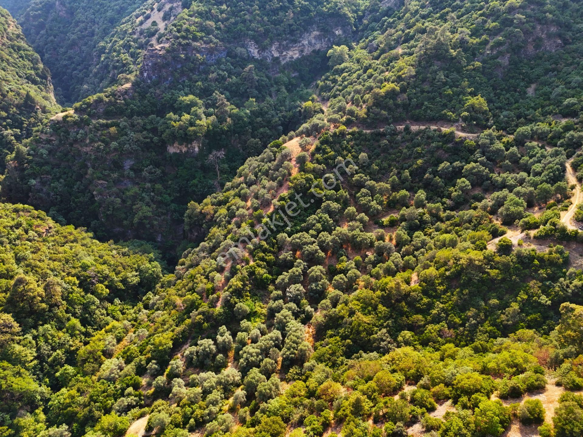 Salihli Şirinyer De Doğanın Kalbinde 4492 M2 Zeytinlik - Görsel 14