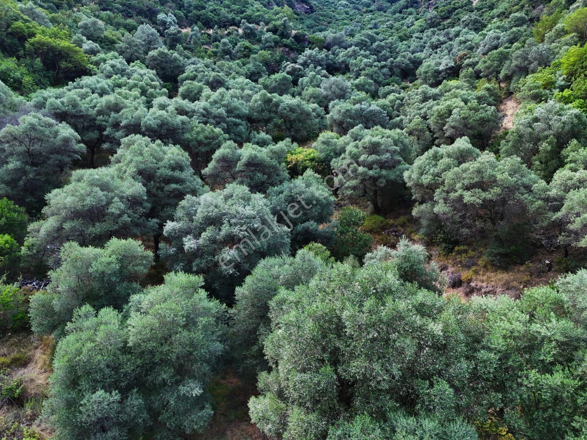 Salihli Şirinyer De Doğanın Kalbinde 4492 M2 Zeytinlik - Görsel 21