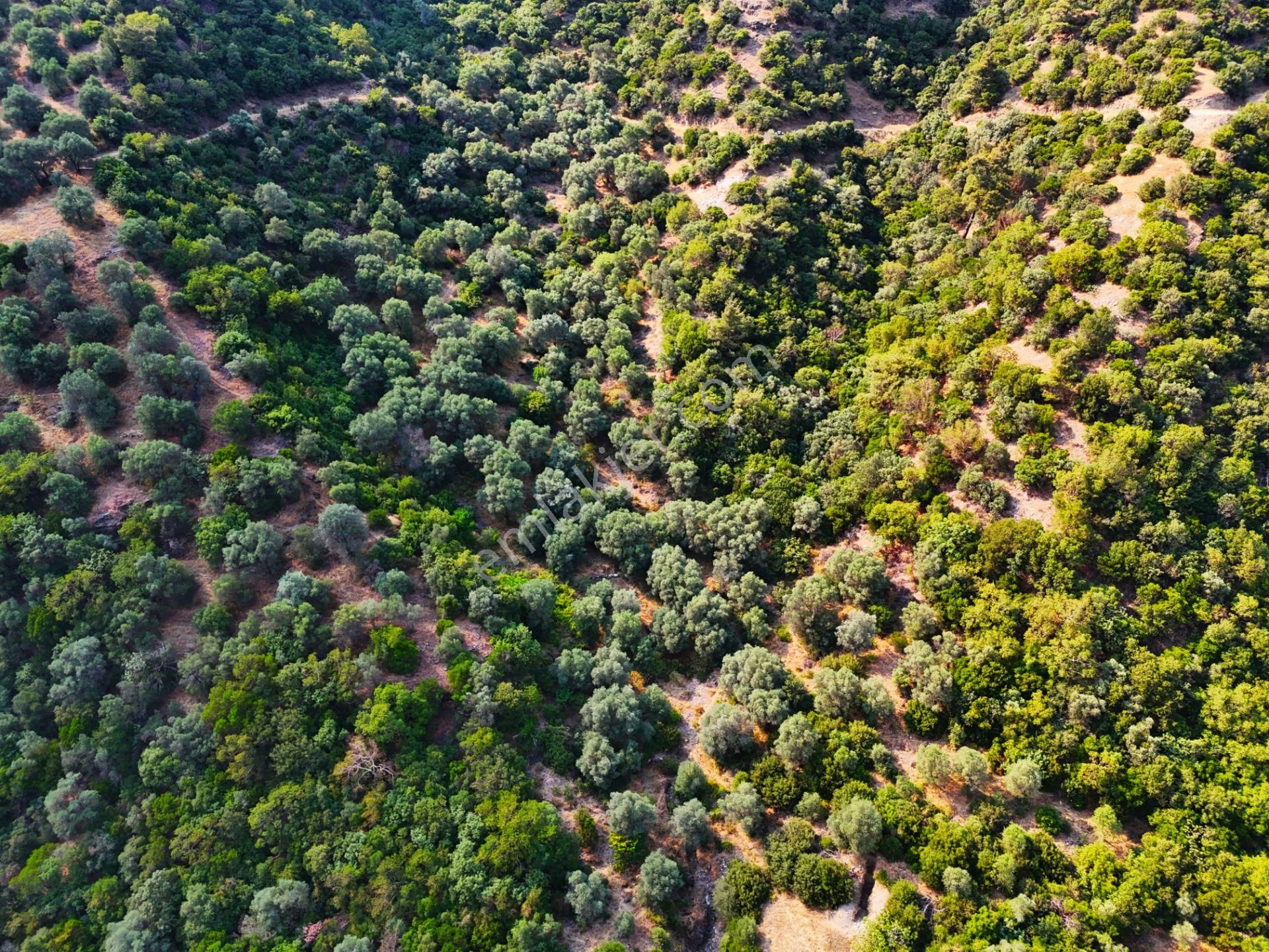 Salihli Şirinyer De Doğanın Kalbinde 4492 M2 Zeytinlik - Görsel 3