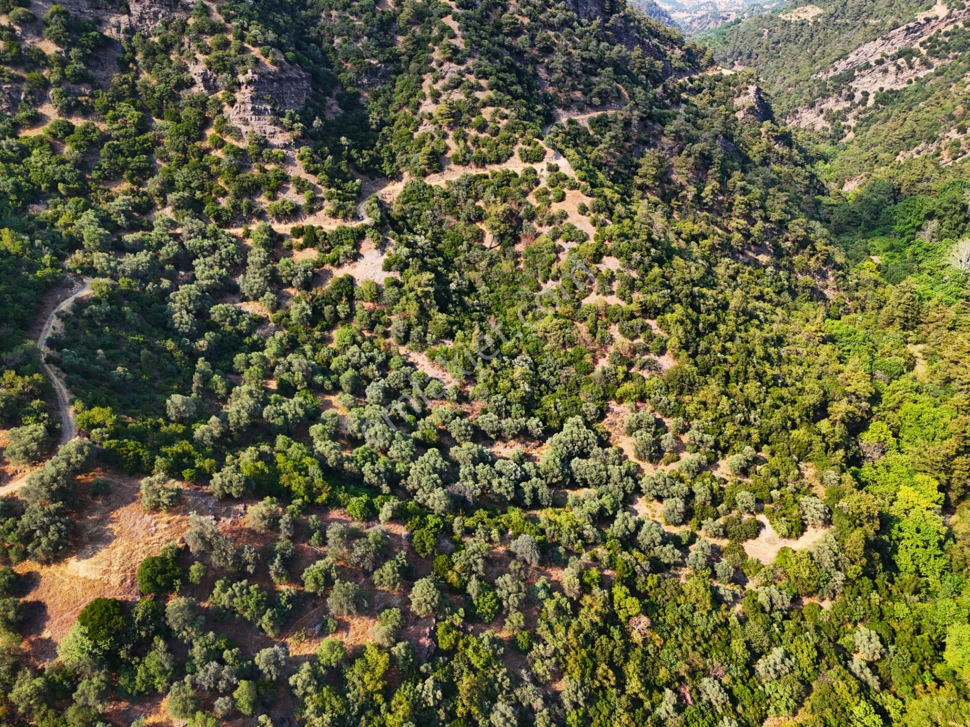 Salihli Şirinyer De Doğanın Kalbinde 4492 M2 Zeytinlik - Görsel 7