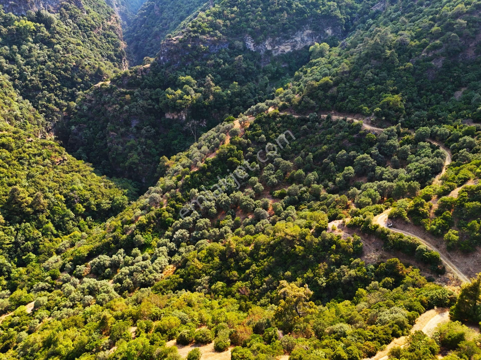 Salihli Şirinyer De Doğanın Kalbinde 4492 M2 Zeytinlik - Görsel 13