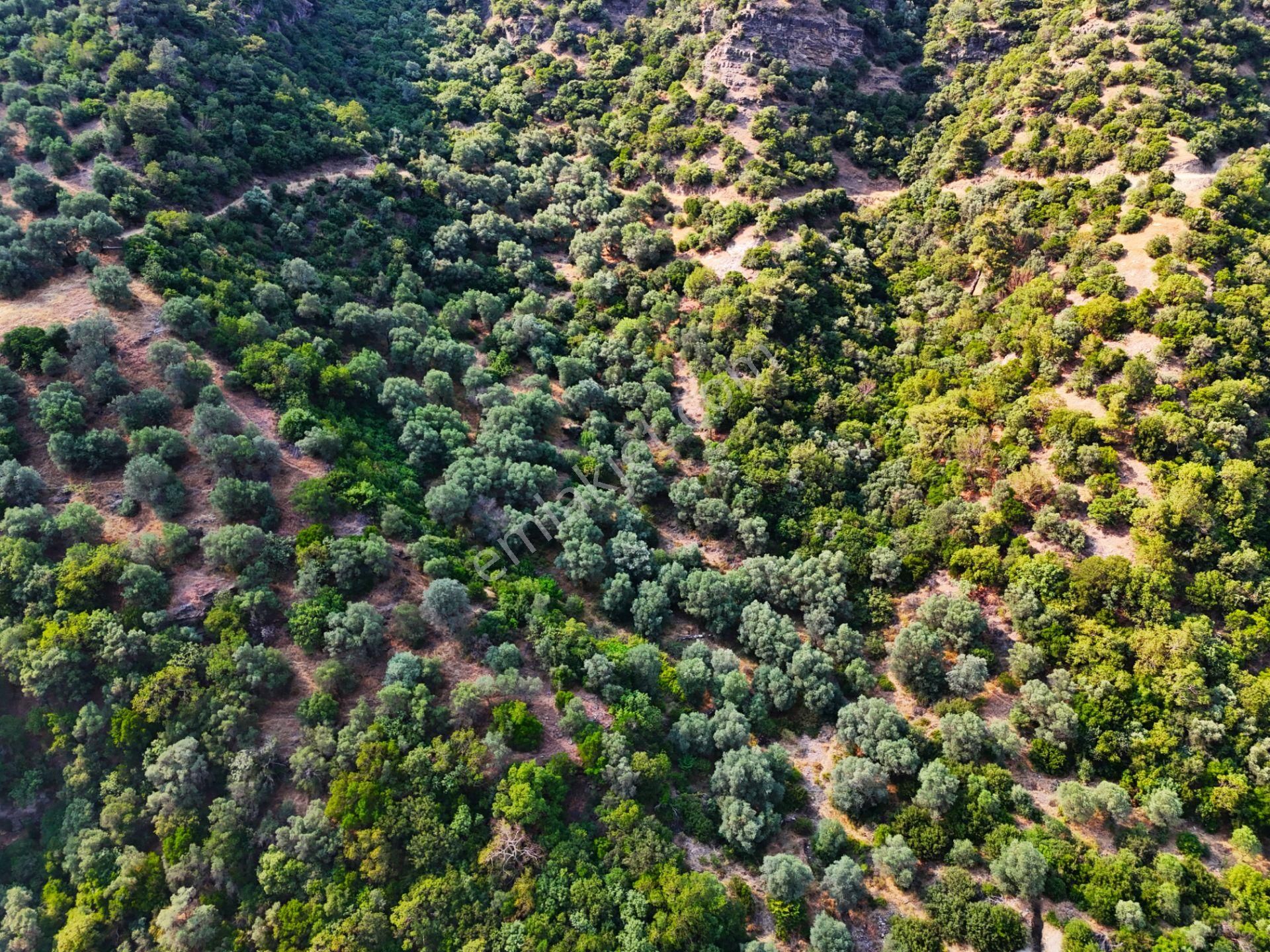 Salihli Şirinyer De Doğanın Kalbinde 4492 M2 Zeytinlik - Görsel 4