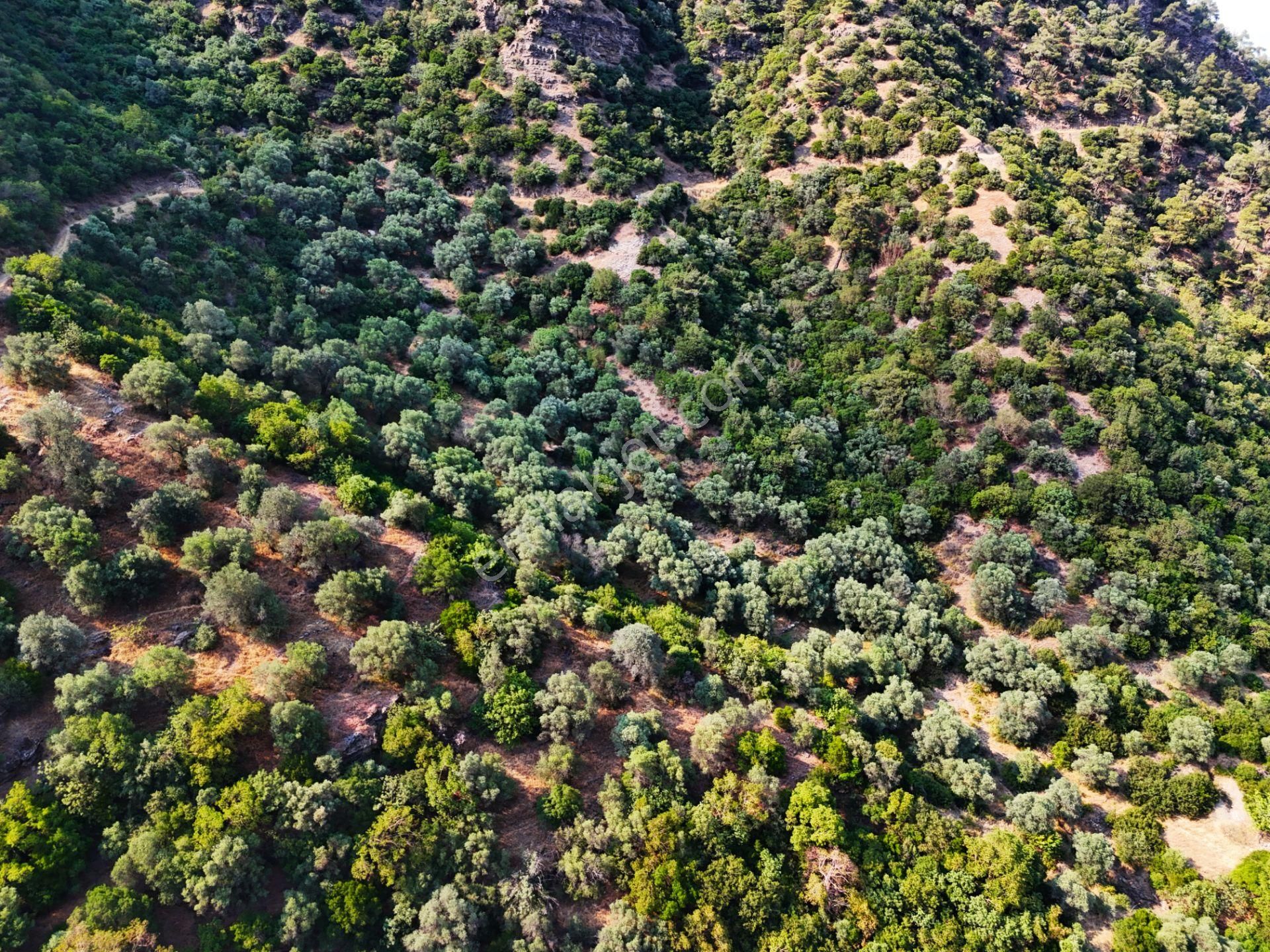 Salihli Şirinyer De Doğanın Kalbinde 4492 M2 Zeytinlik - Görsel 6