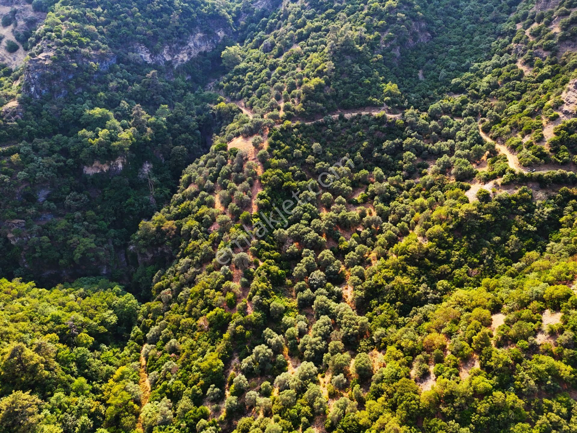 Salihli Şirinyer De Doğanın Kalbinde 4492 M2 Zeytinlik - Görsel 16