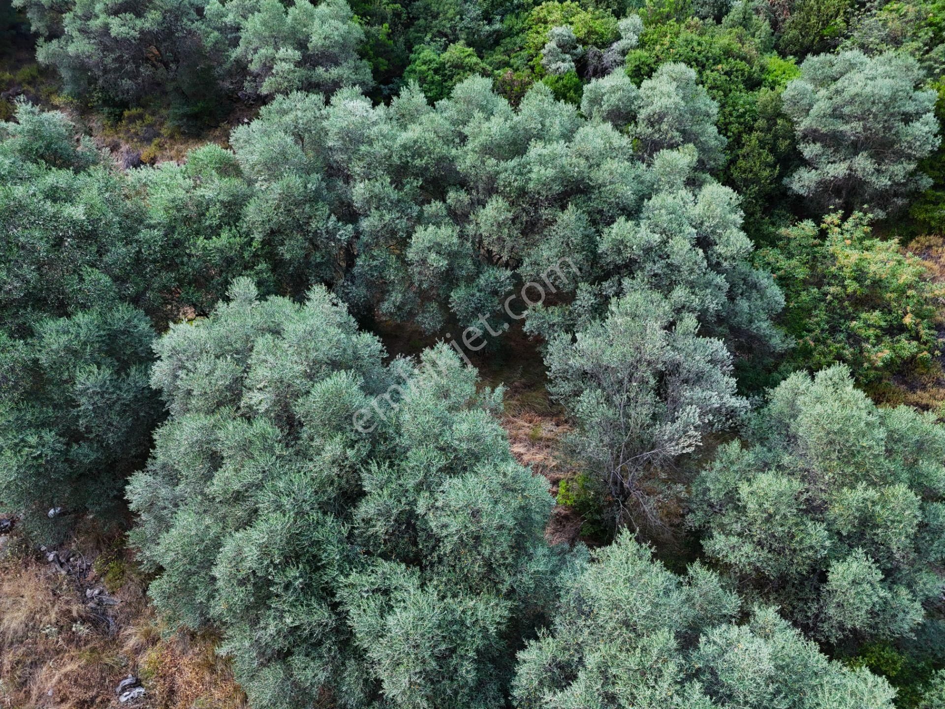 Salihli Şirinyer De Doğanın Kalbinde 4492 M2 Zeytinlik - Görsel 20