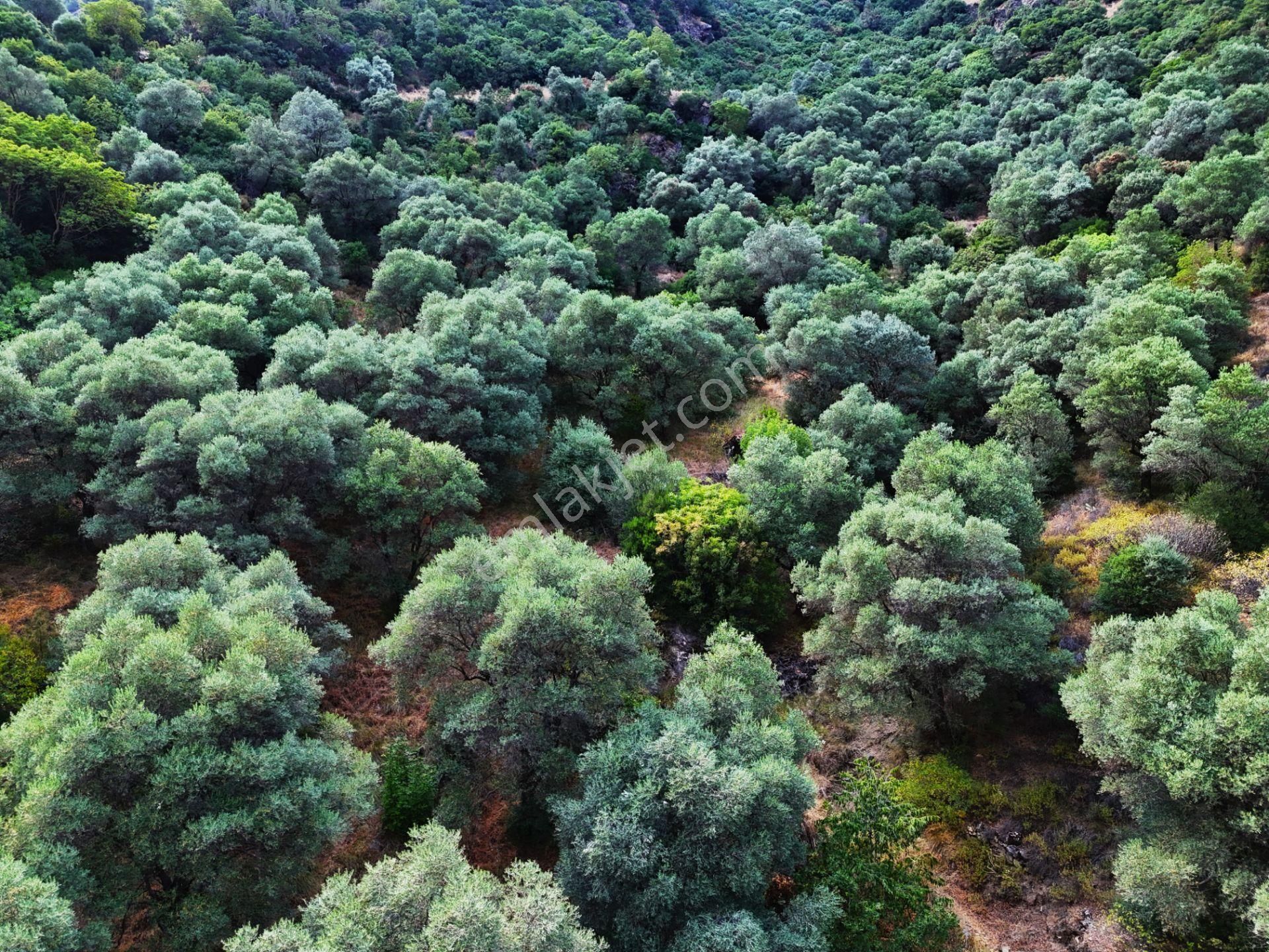 Salihli Şirinyer De Doğanın Kalbinde 4492 M2 Zeytinlik - Görsel 22