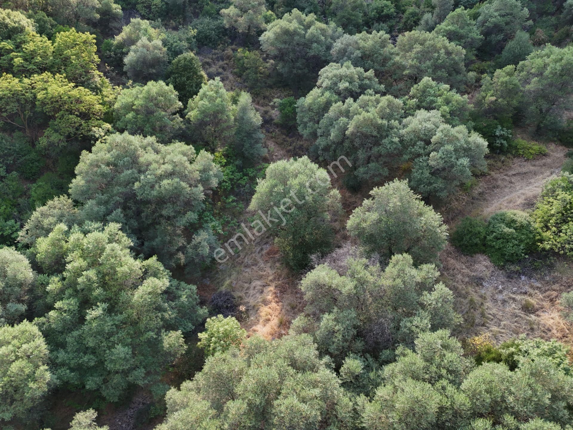 Salihli Şirinyer De Doğanın Kalbinde 4492 M2 Zeytinlik - Görsel 25