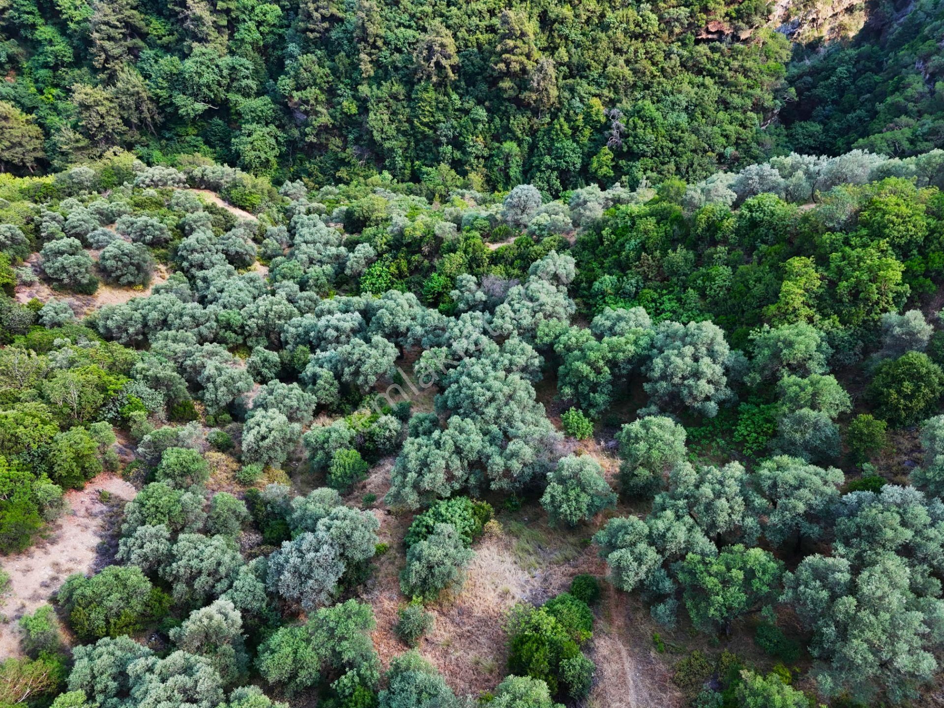 Salihli Şirinyer De Doğanın Kalbinde 4492 M2 Zeytinlik - Görsel 26