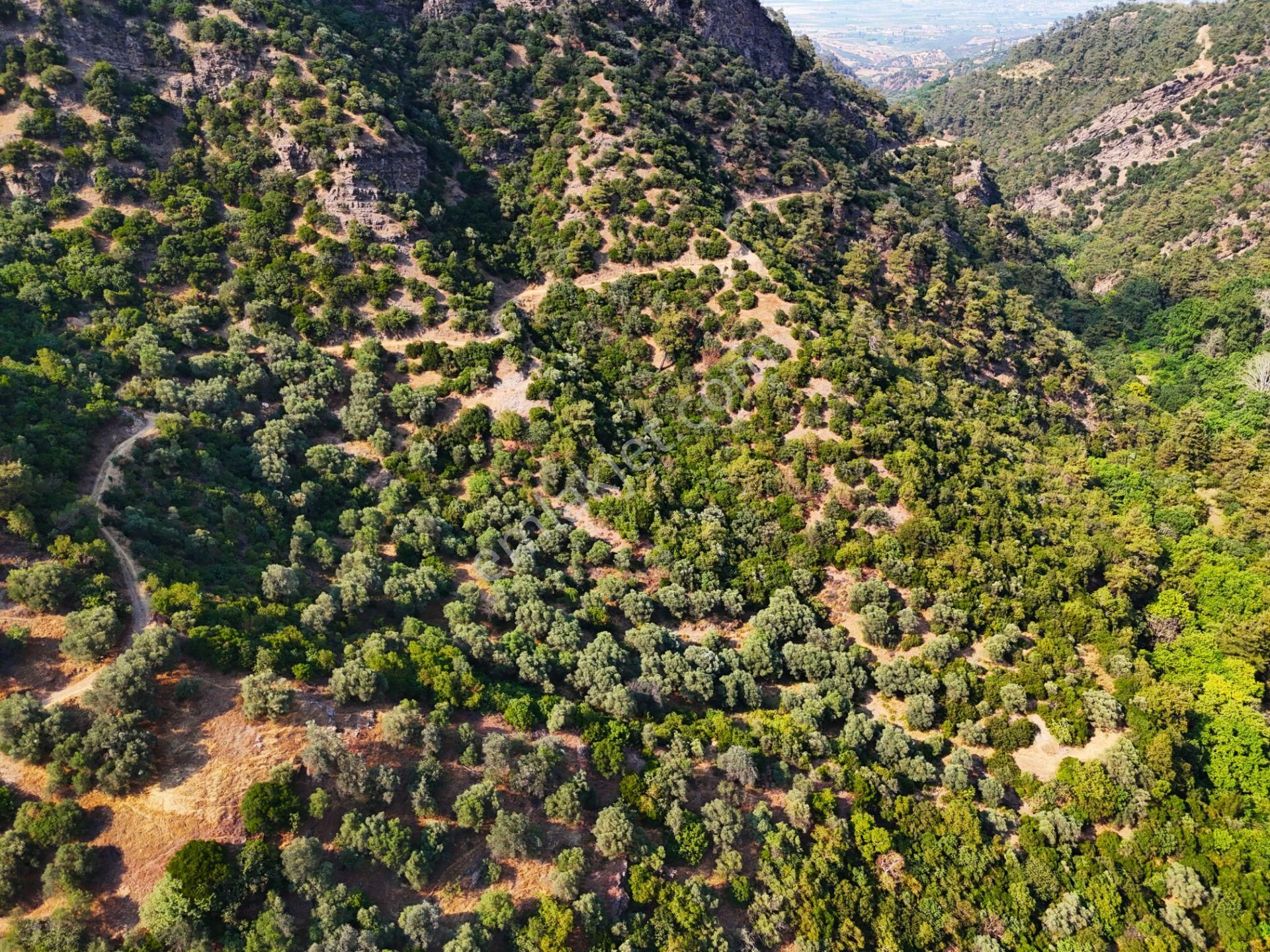 Salihli Şirinyer De Doğanın Kalbinde 4492 M2 Zeytinlik - Görsel 8