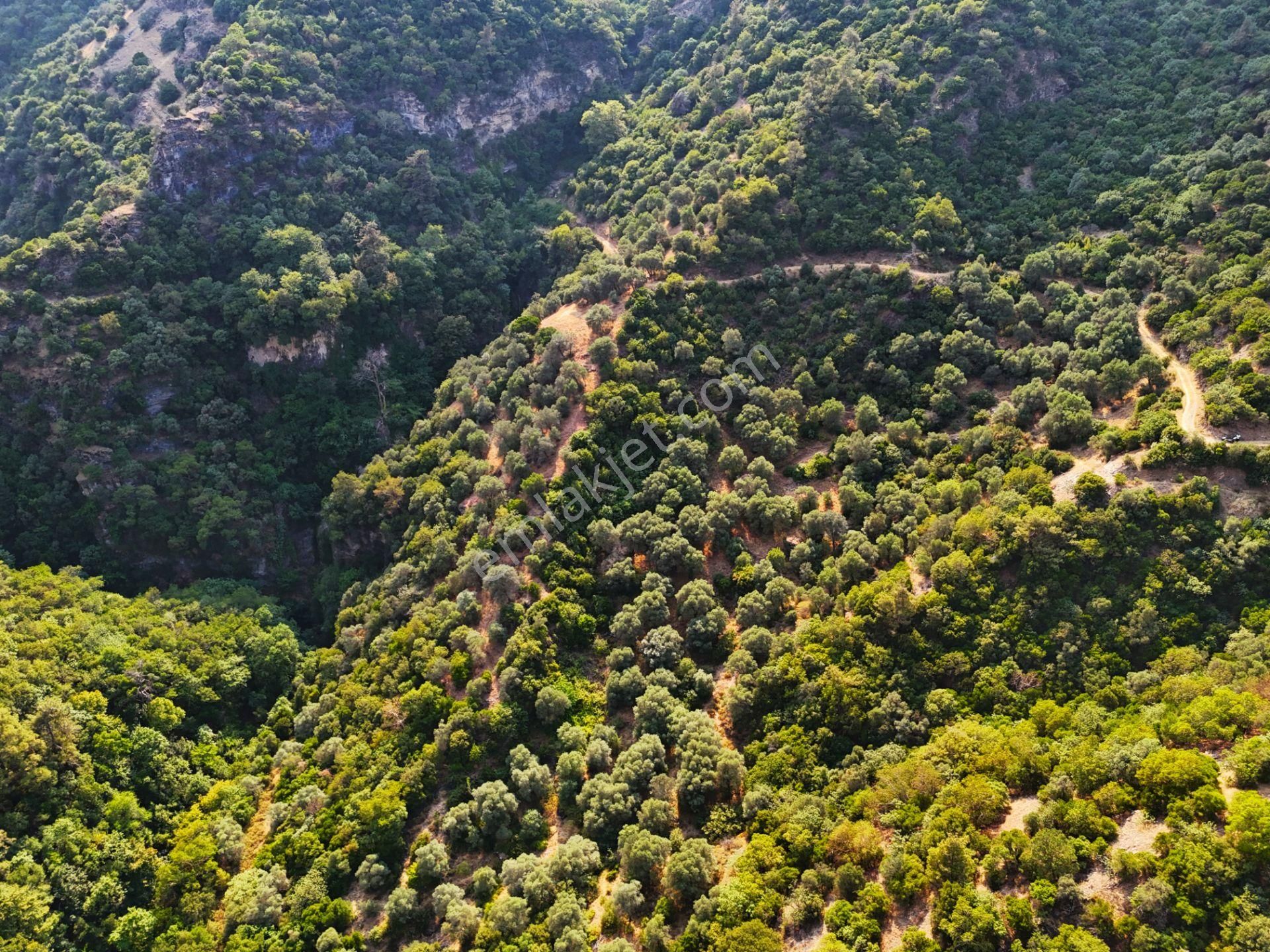 Salihli Şirinyer De Doğanın Kalbinde 4492 M2 Zeytinlik - Görsel 15