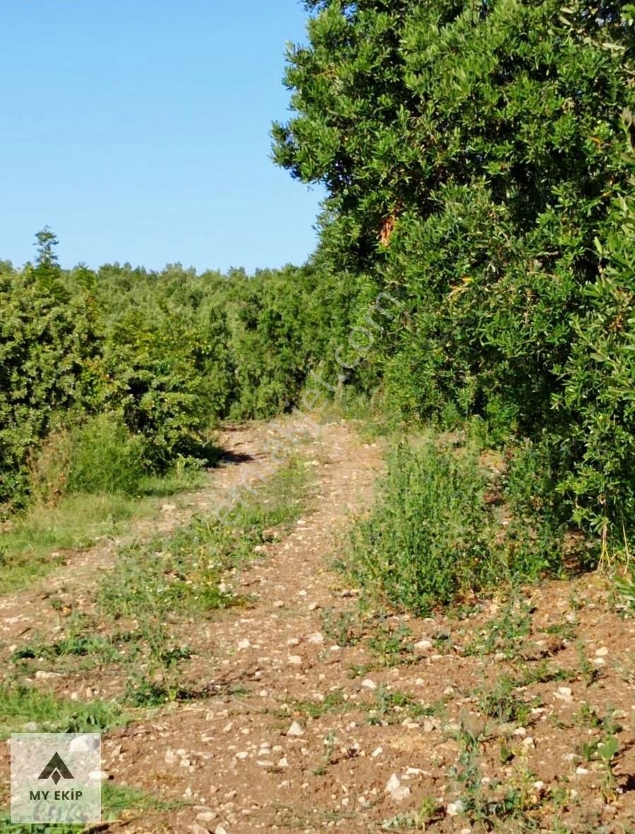 My Ekipdenbursa Yenişehir Marmaracıkta Hemgüzelhemhesaplıarazi.. - Görsel 17