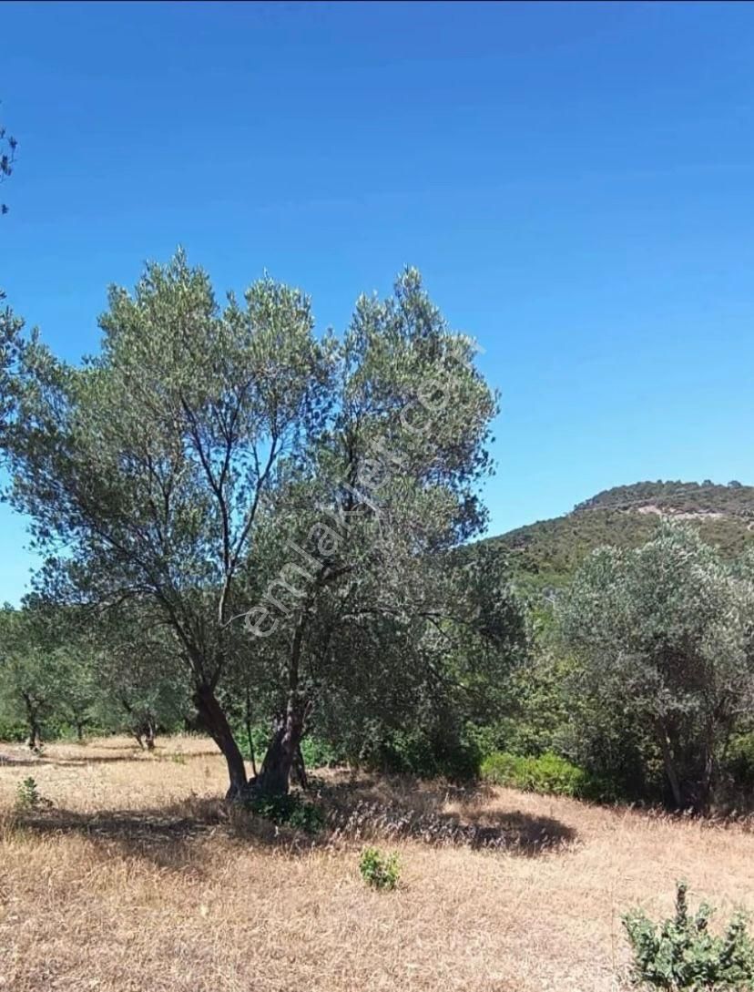 🌿 Bergama Koyuneli’nde Satılık Zeytinlik 🌿 - Görsel 3