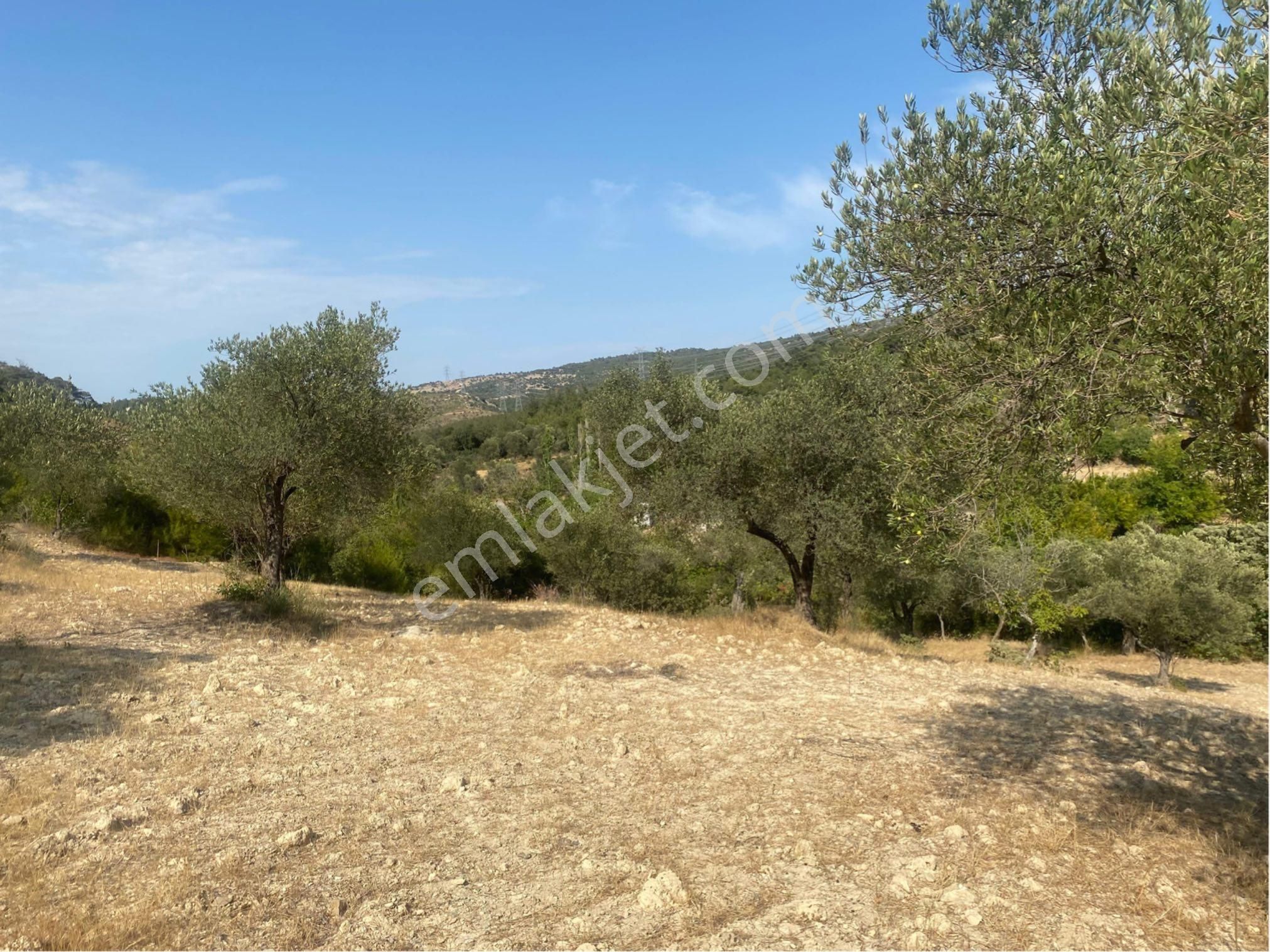 🌿 Bergama Koyuneli’nde Satılık Zeytinlik 🌿 - Görsel 13