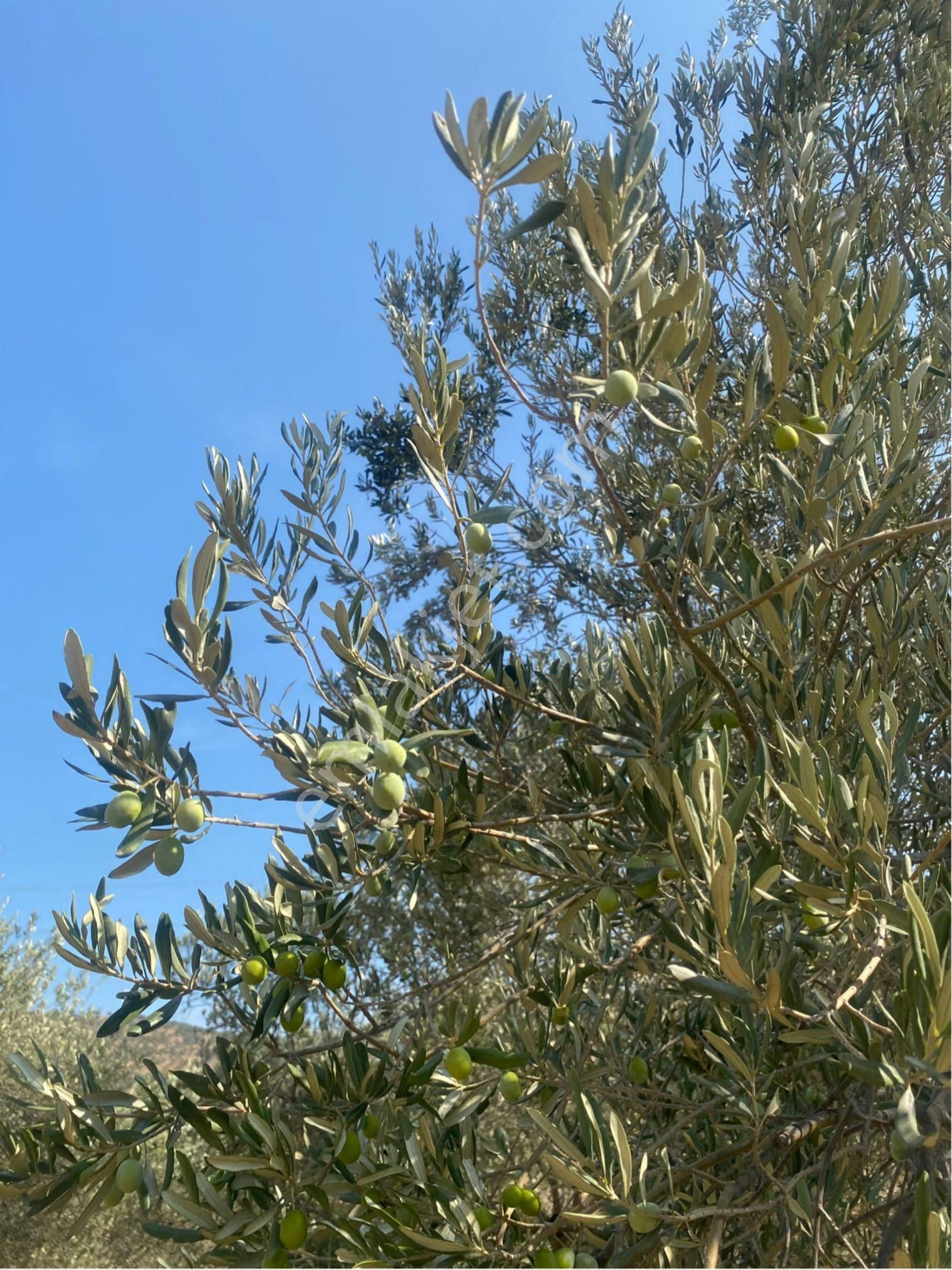 🌿 Bergama Koyuneli’nde Satılık Zeytinlik 🌿 - Görsel 20